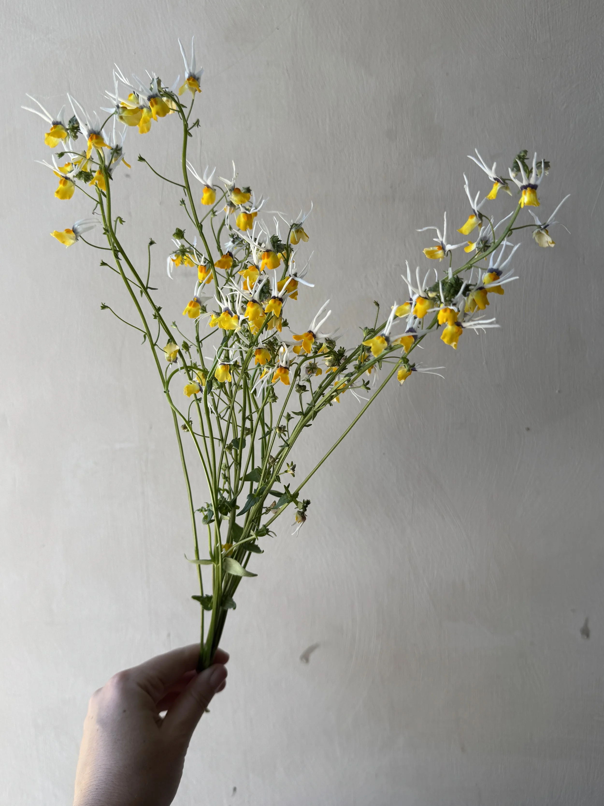 NEMESIA cheiranthus Masquerade