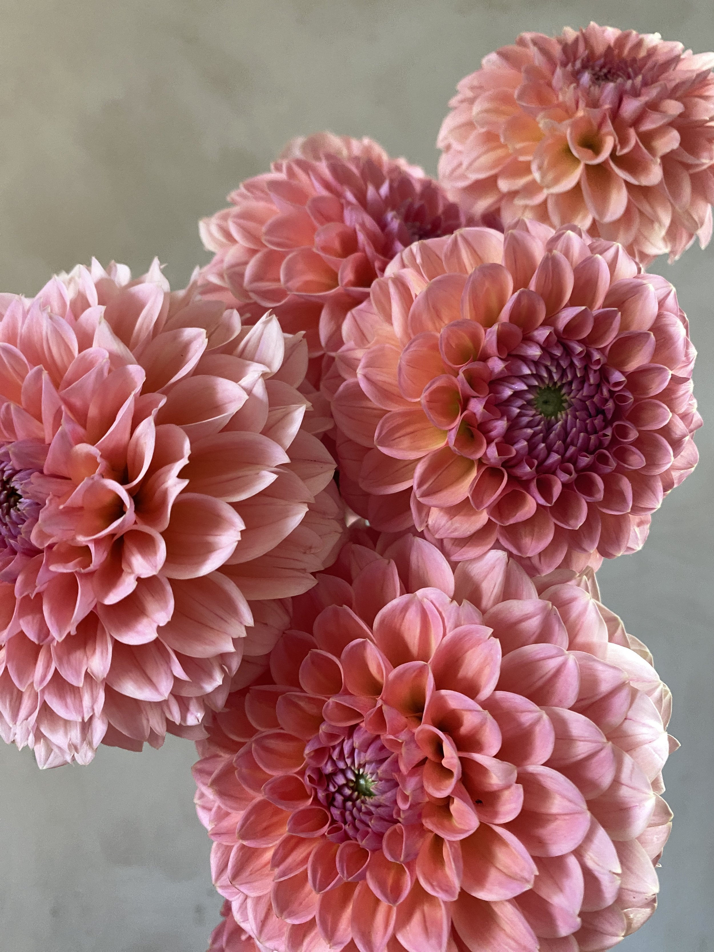 Dahlia 'Linda's Baby'