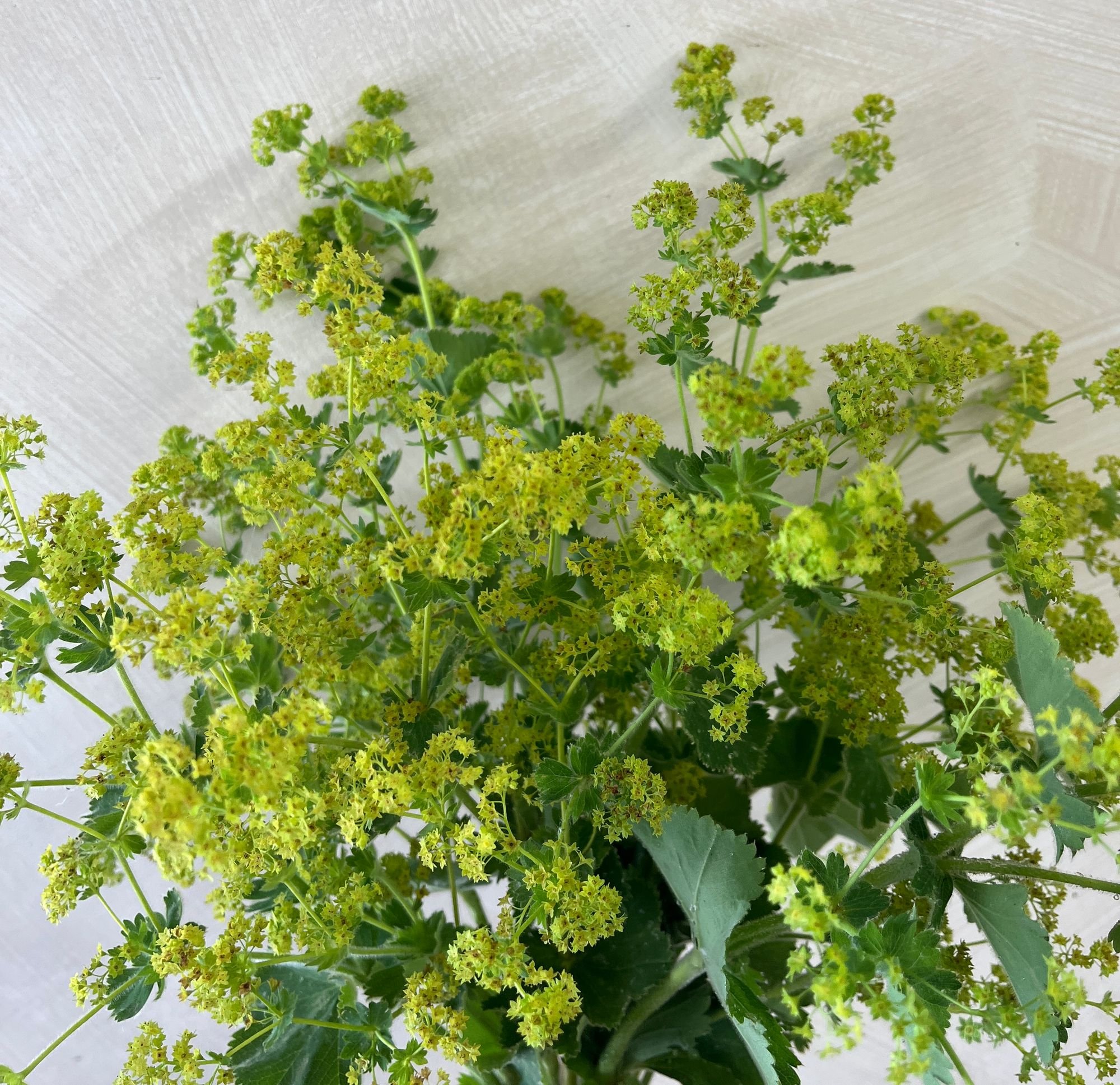 ALCHEMILLA mollis