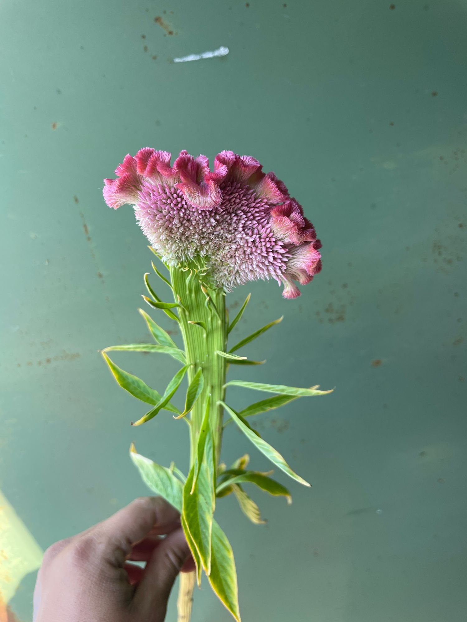 Celosia 'Dehli Pearl'