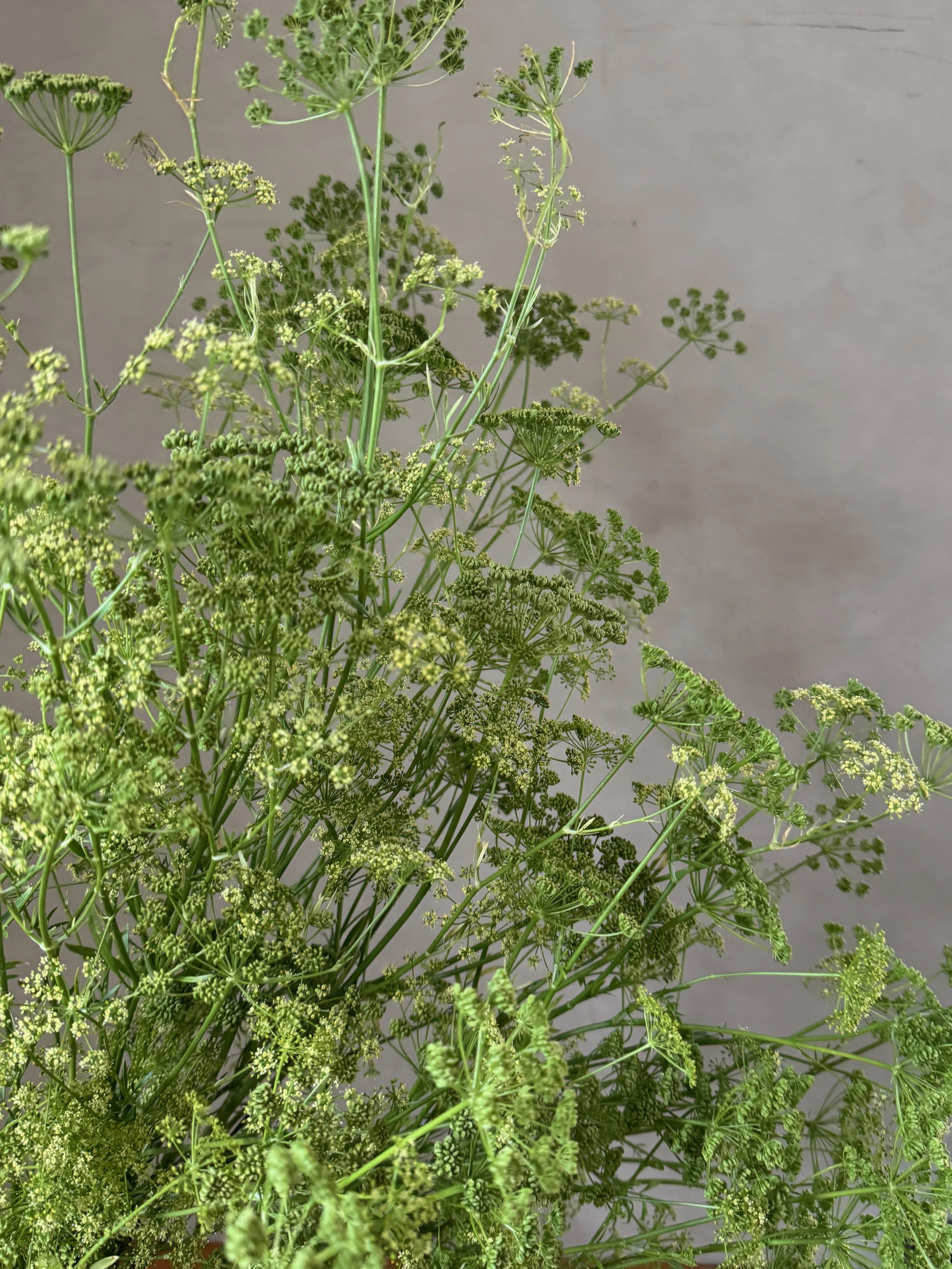 PETROSELINUM crispum