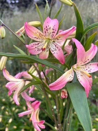 LILIUM longiflorum x asiatic