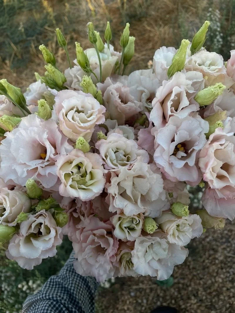 EUSTOMA grandiflorum Celeb Beige Neo