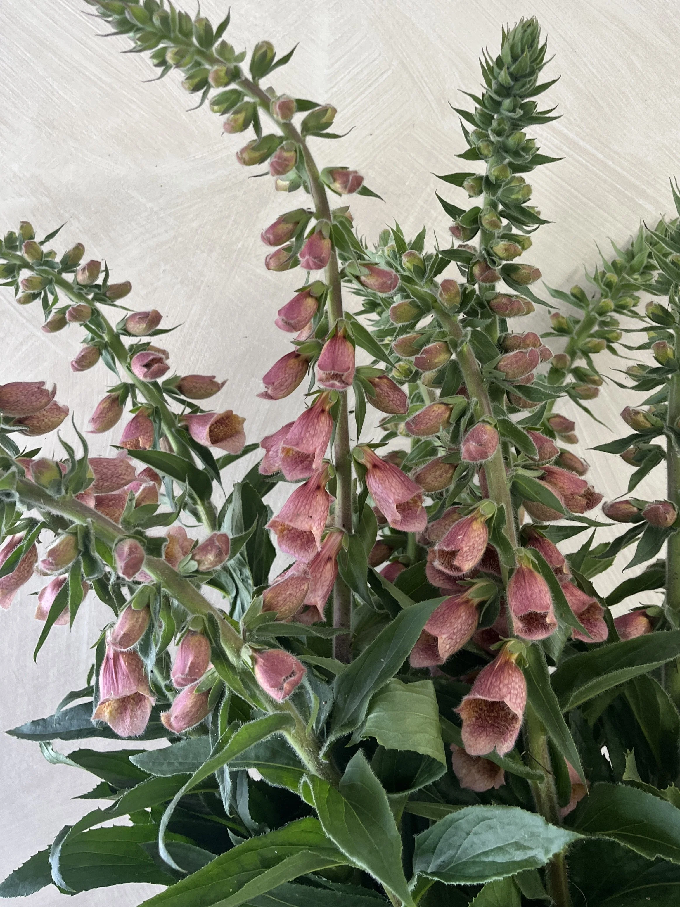 DIGITALIS hybrida Polkadot Polly