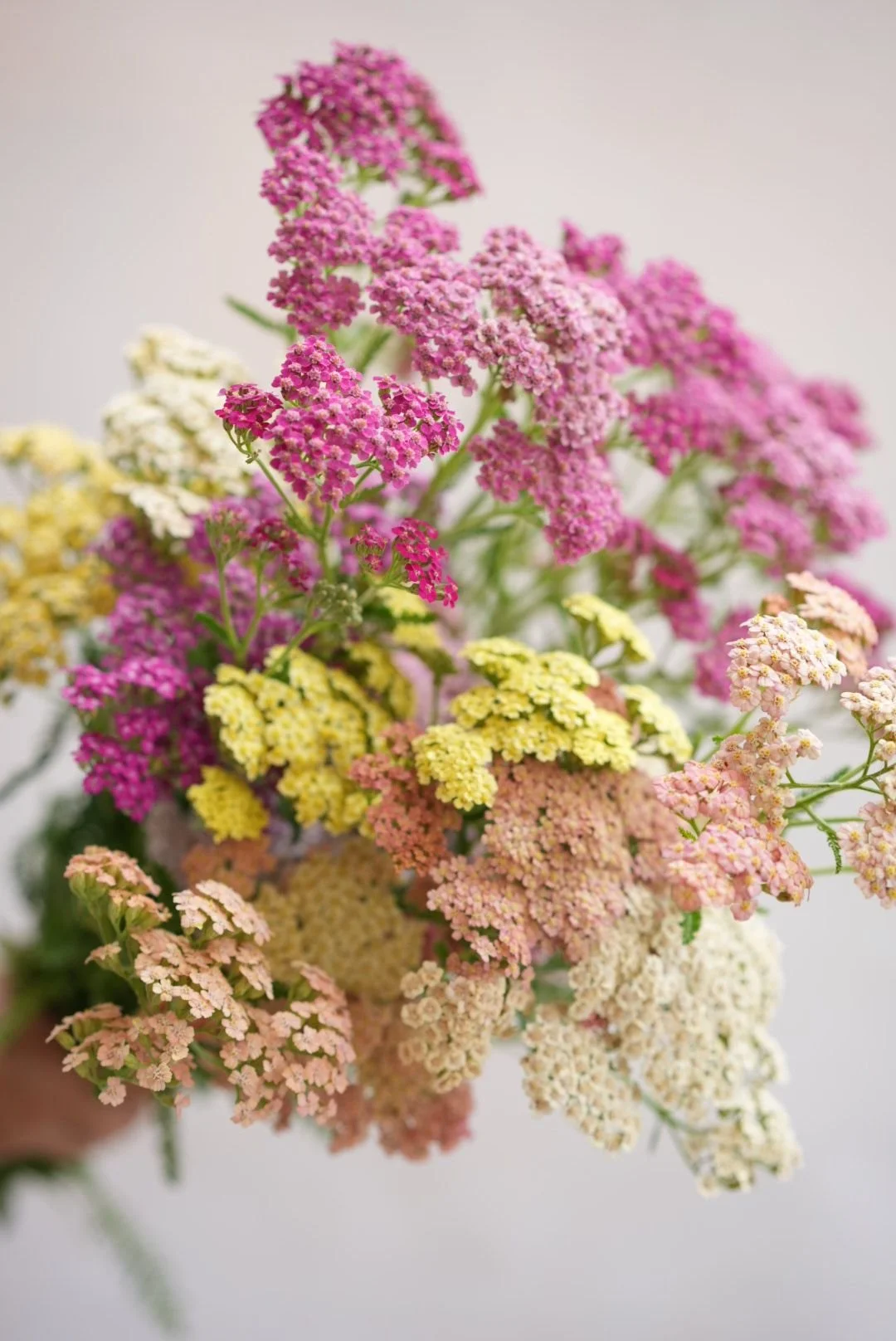 ACHILLEA millefolium Summer Pastels