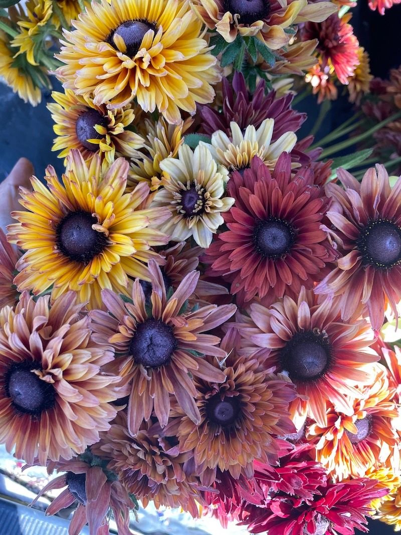 Rudbeckia 'Sahara'