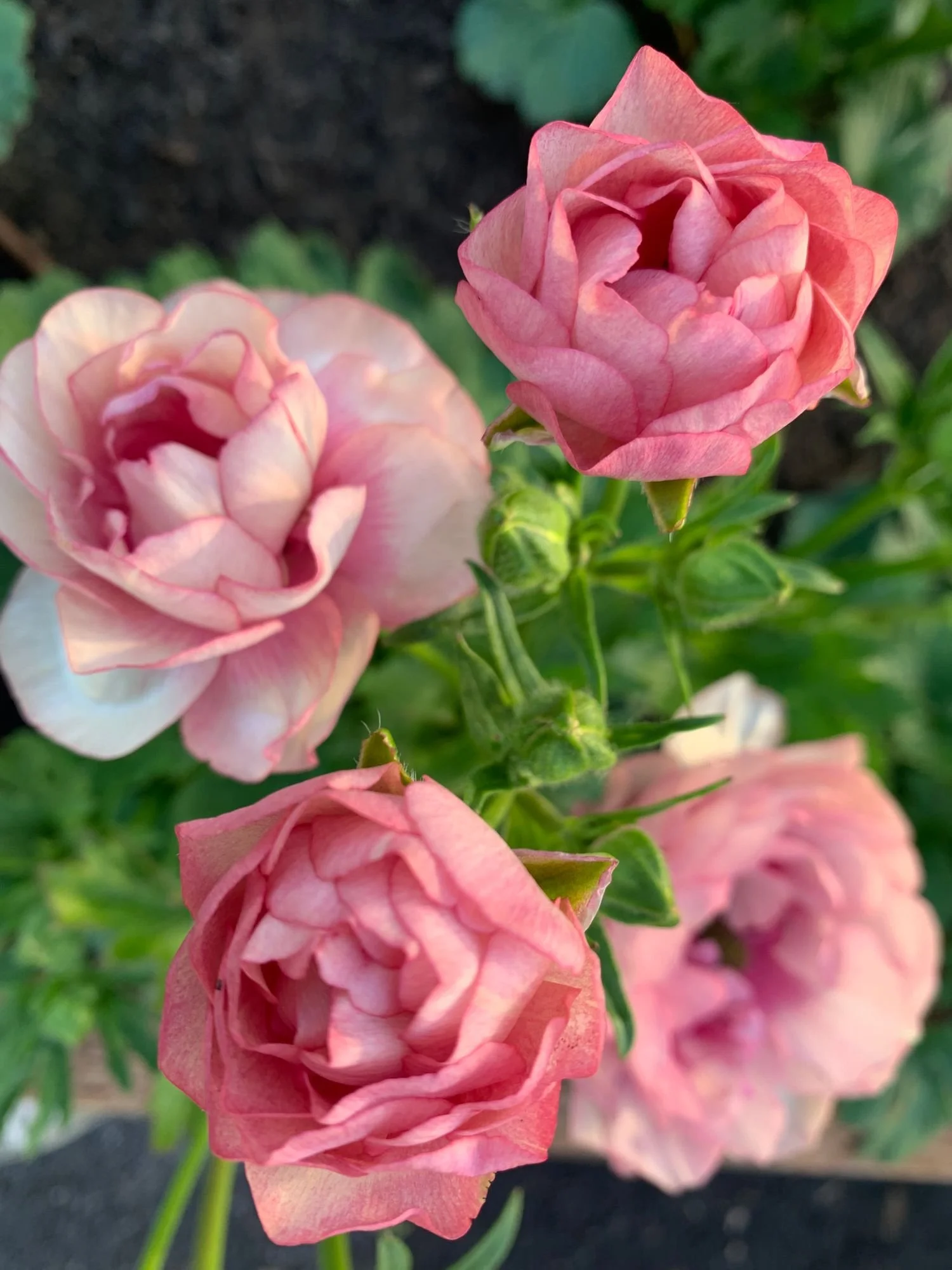 Butterfly Ranunculus 'Hera'