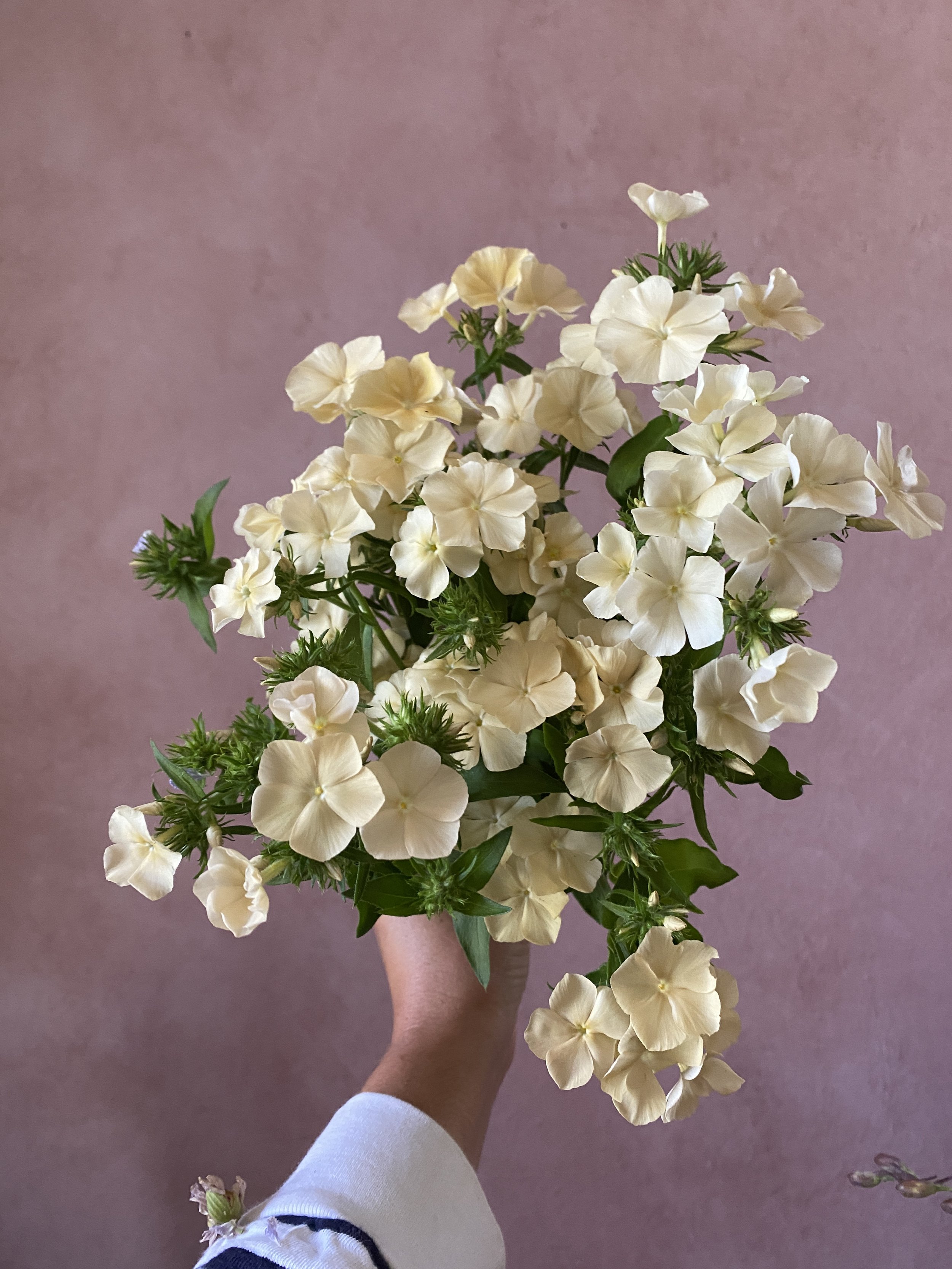 Phlox 'Isabellina'