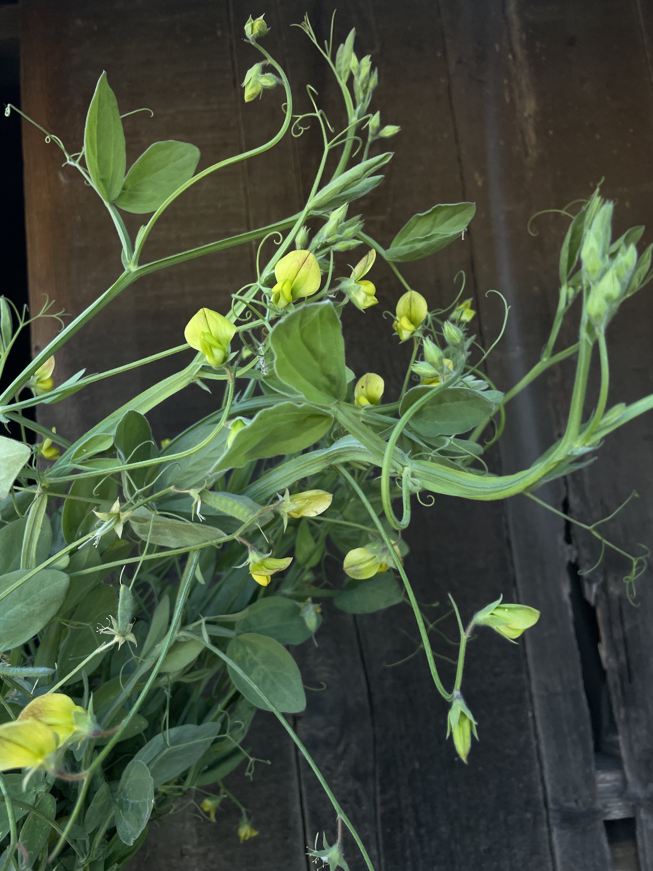 LATHYRUS chloranthus