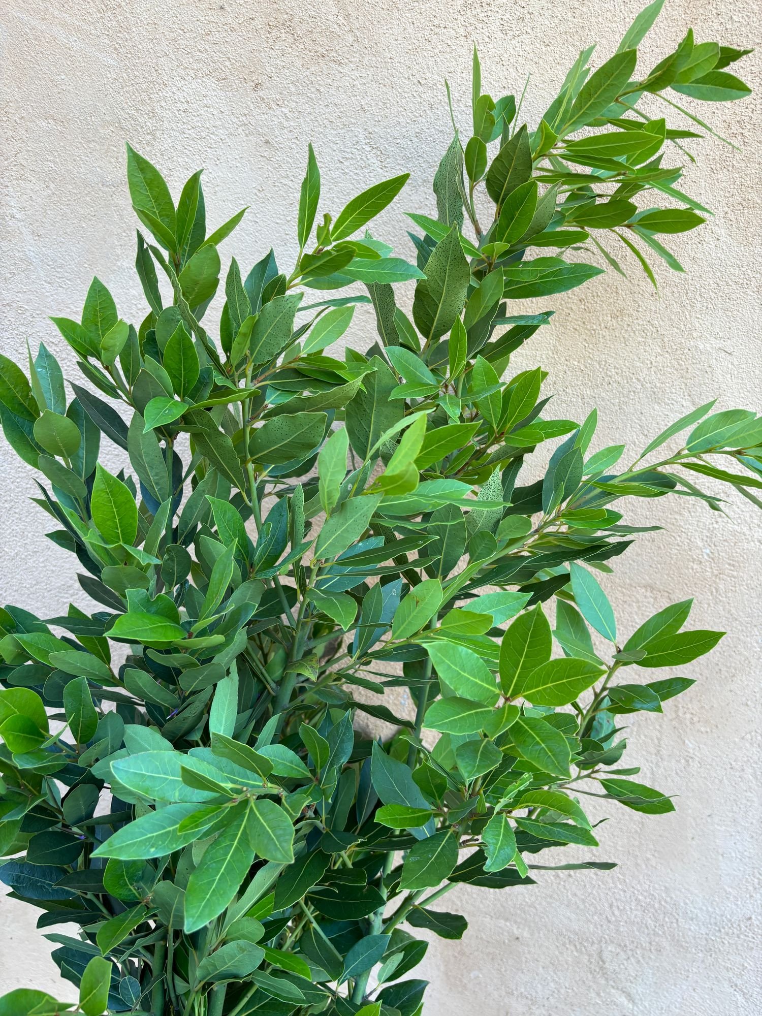 Bay Laurel $11 bu