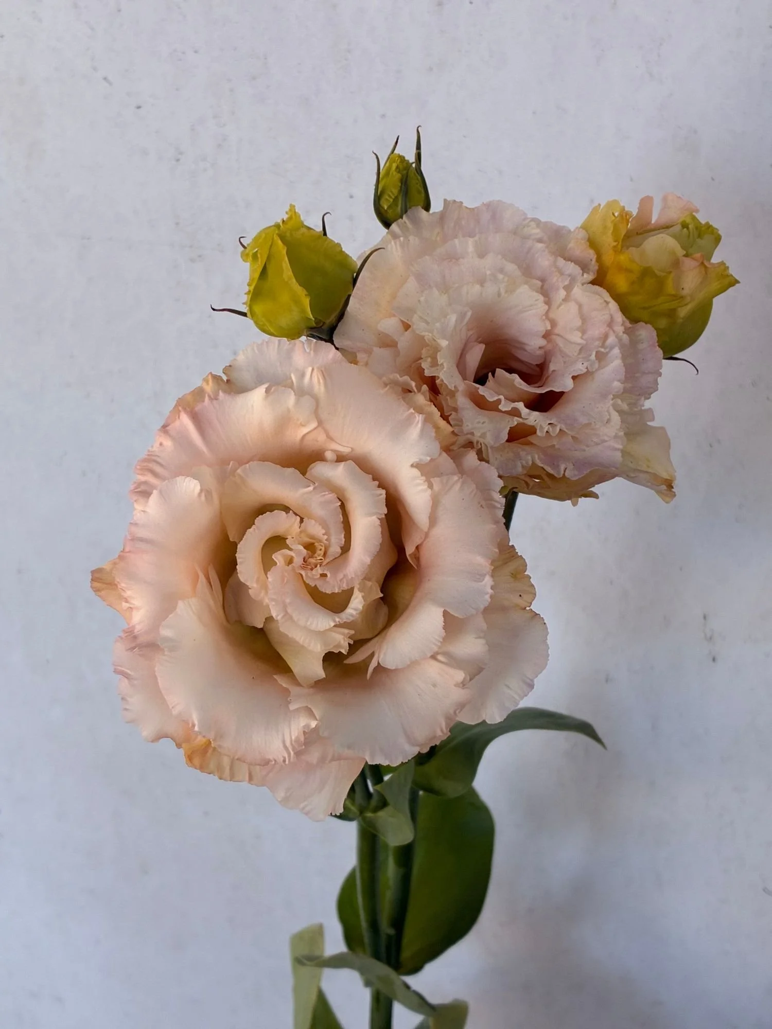 EUSTOMA grandiflorum Celeb Apricot