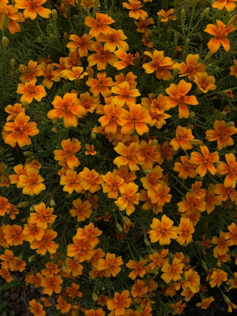 Marigold 'Signet Tangerine Gem'