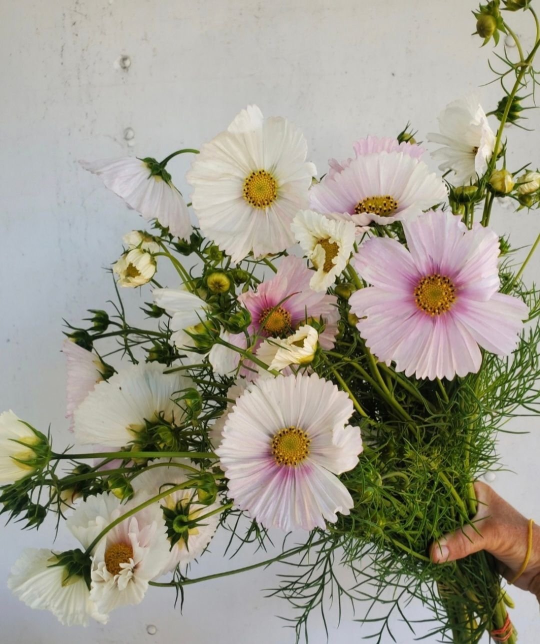 Cosmos 'Cupcake Blush'