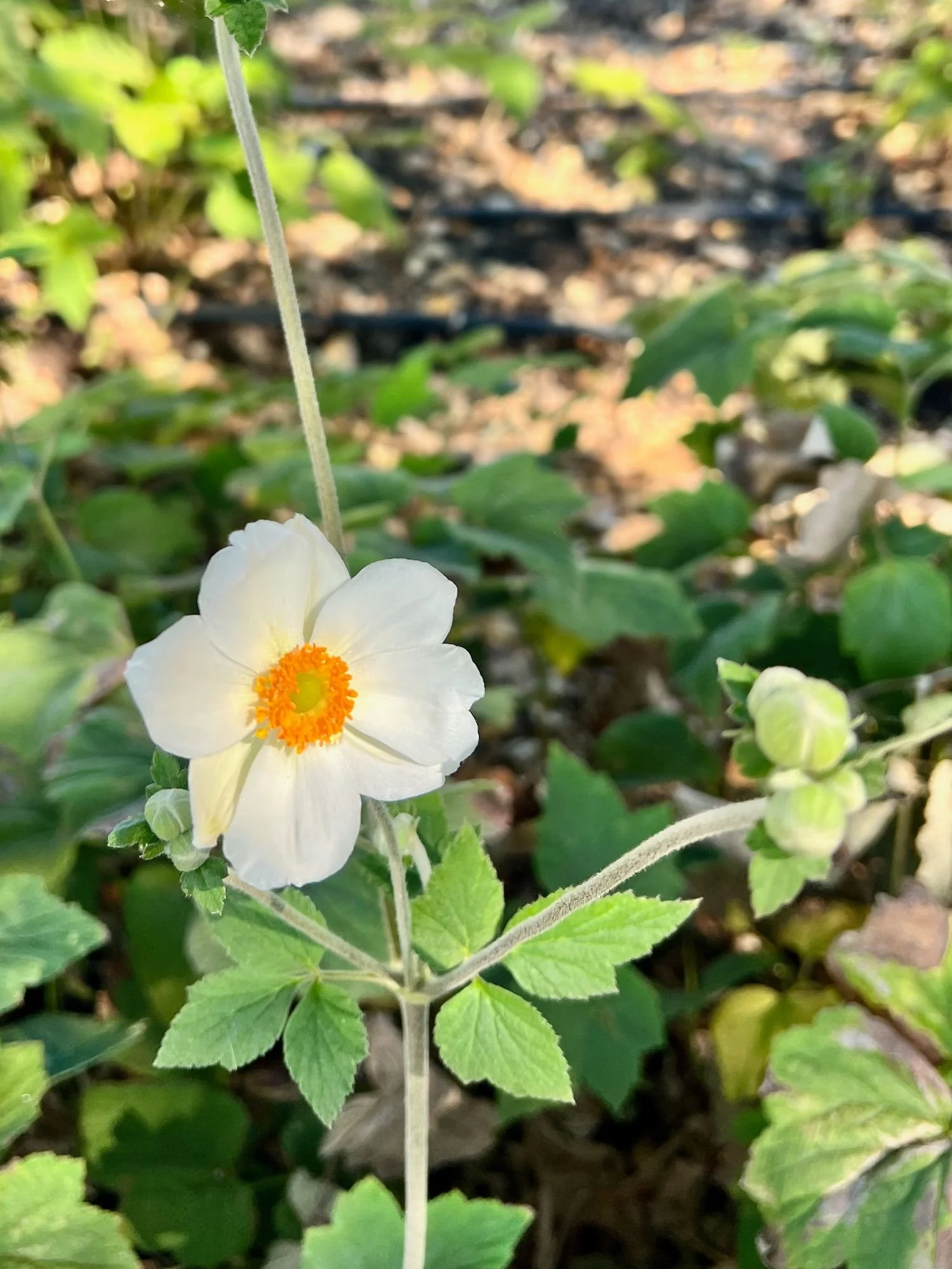 ANEMONE x Honorine Jobert
