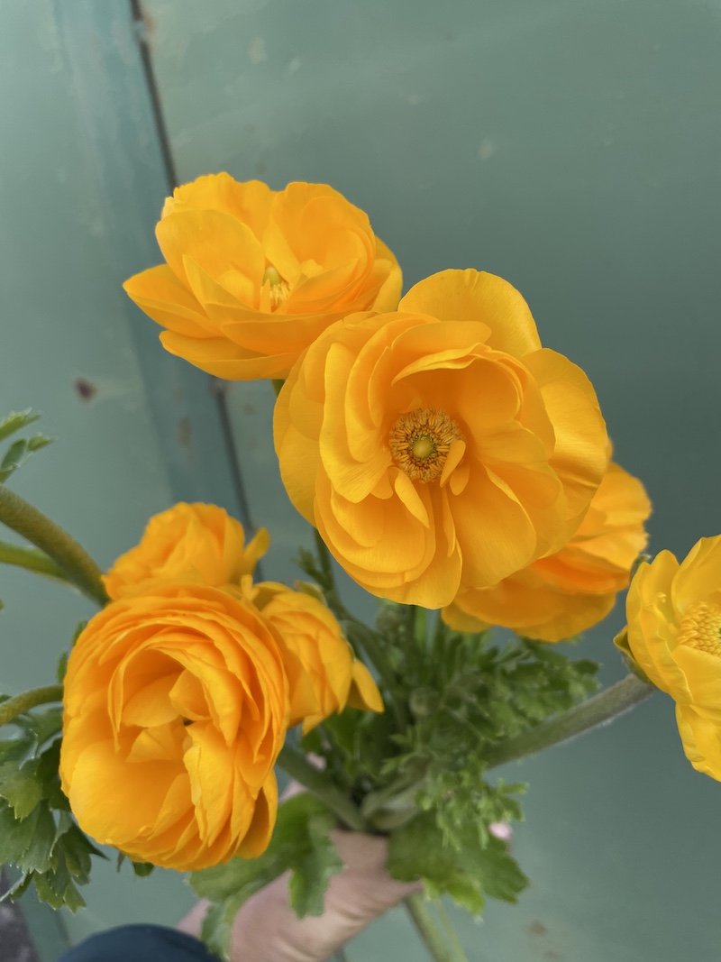 Ranunculus 'Tecolote Gold'
