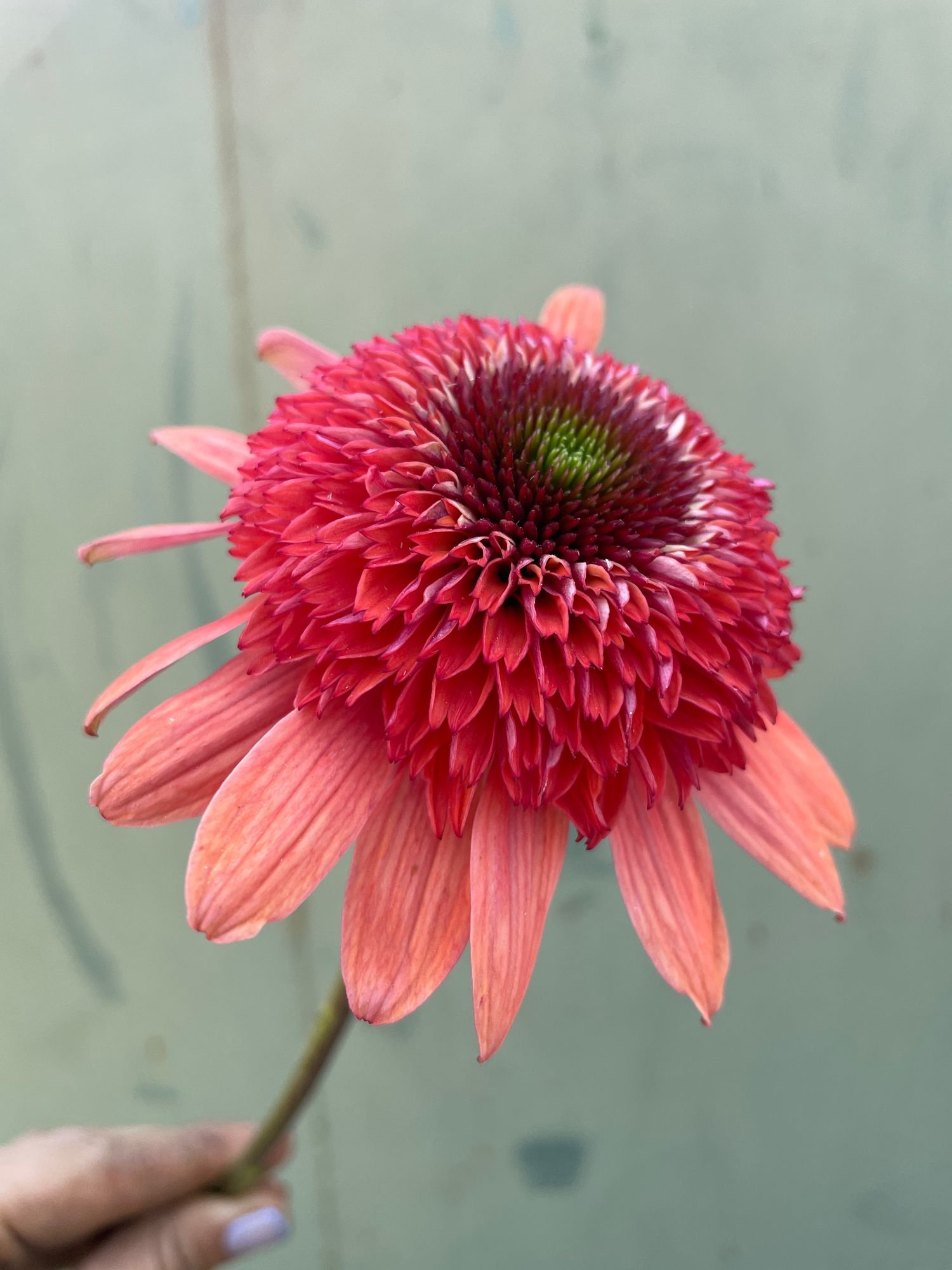 ECHINACEA x Cara Mia Coral