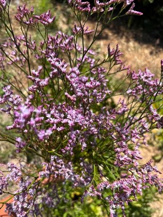 LIMONIUM x altaica Safora Lilac