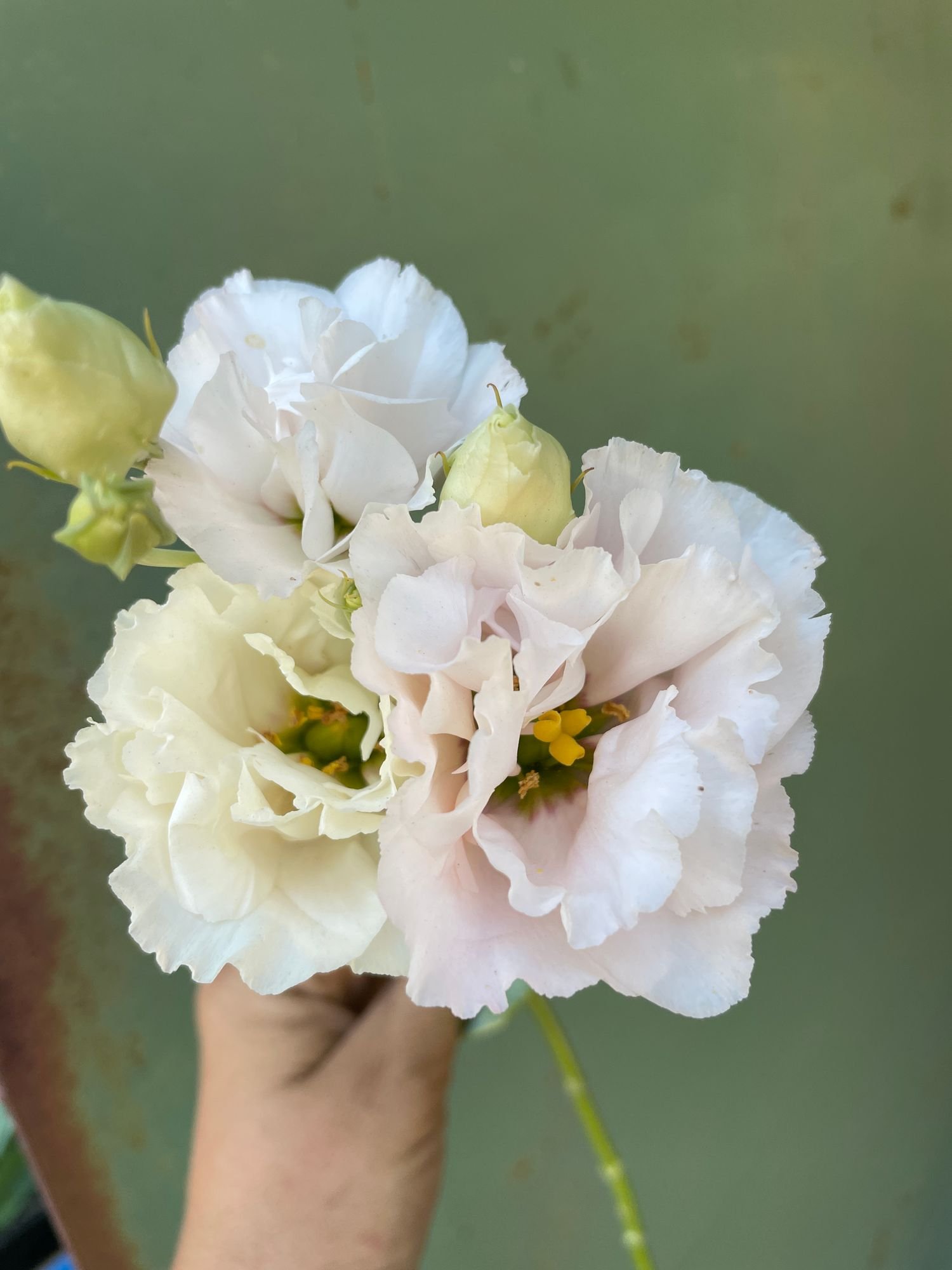 Lisianthus 'Corelli Peach'
