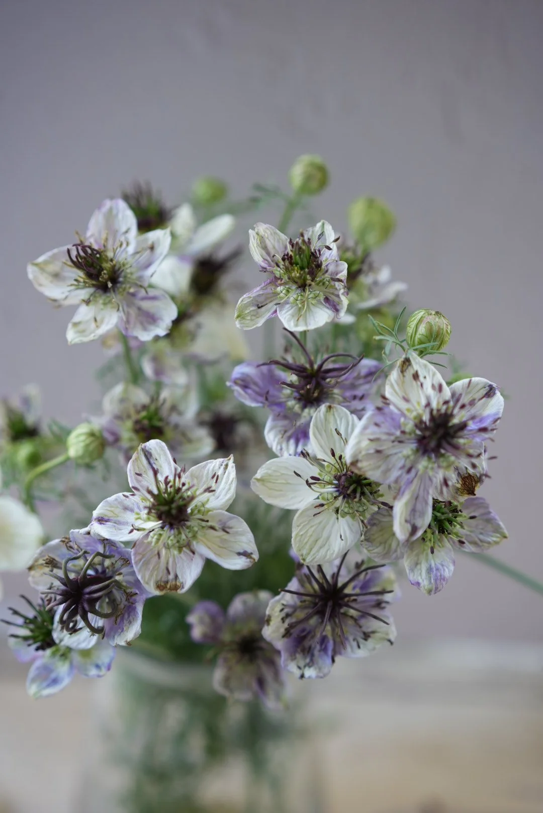 NIGELLA papillosa Delft Blue