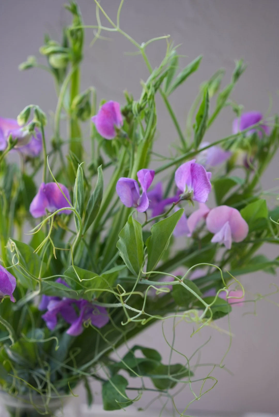 LATHYRUS odoratus Mauve/Purple Mix