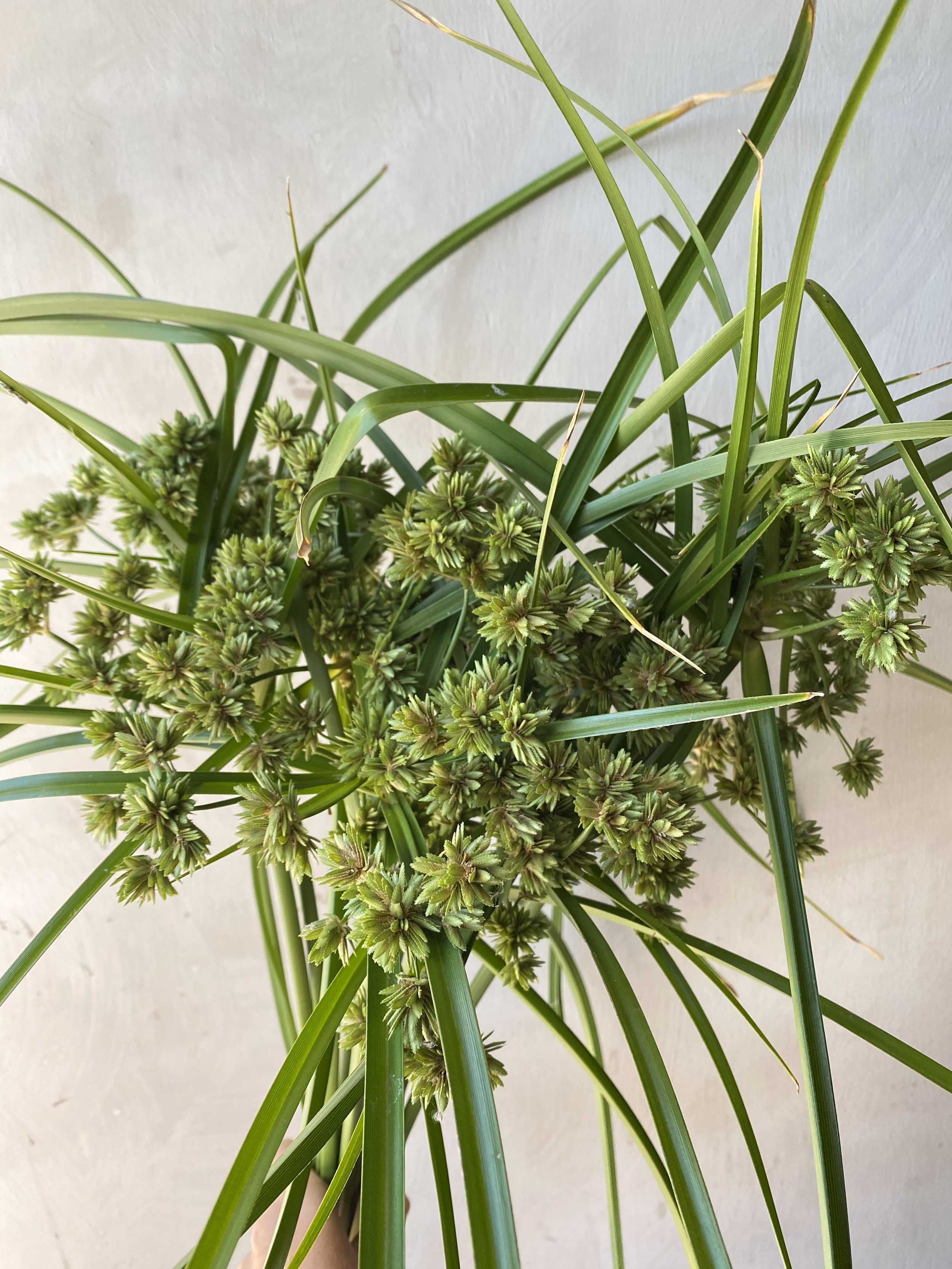 Nut Sedge w/ Grass