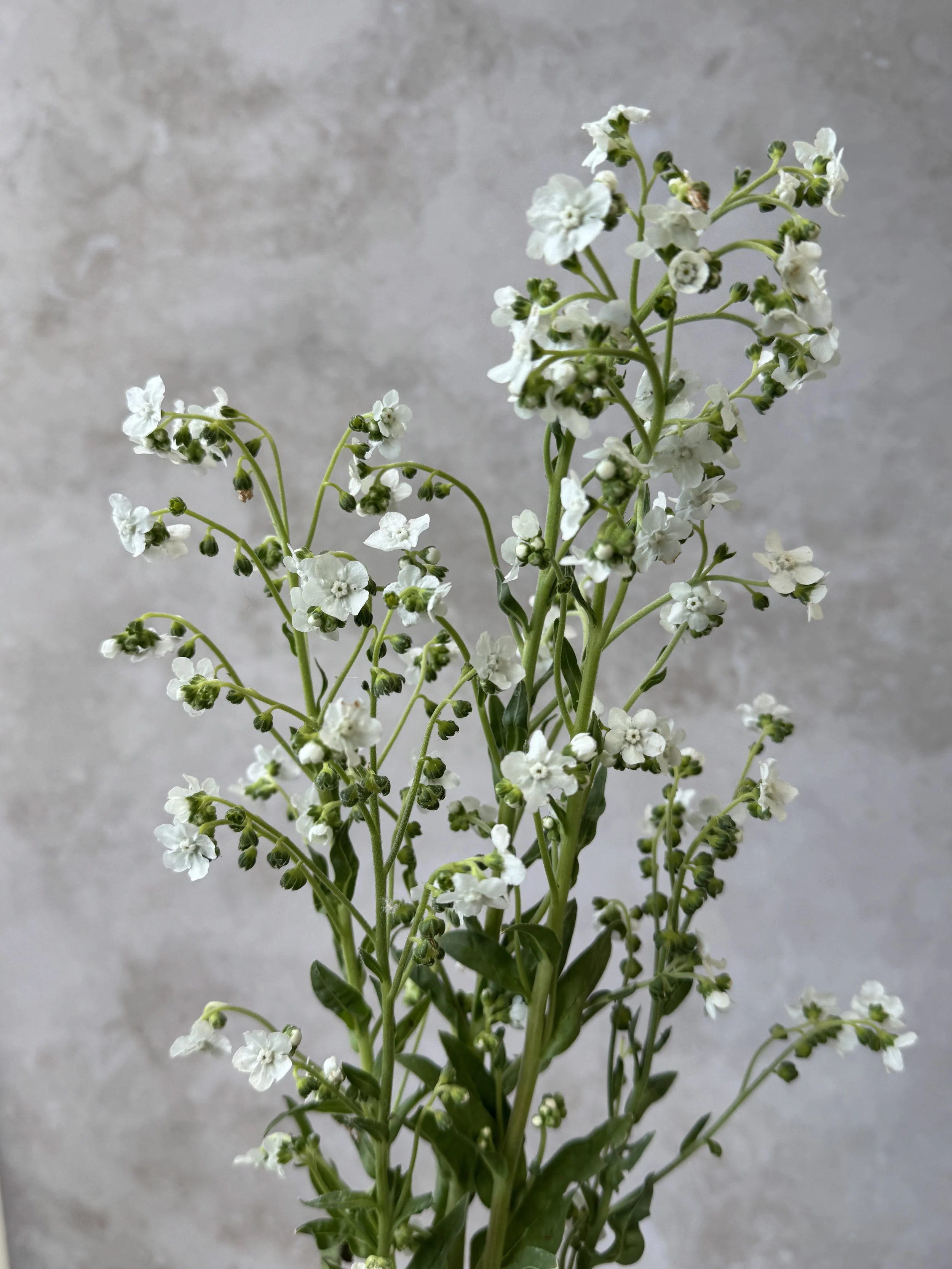CYNOGLOSSUM amabile White