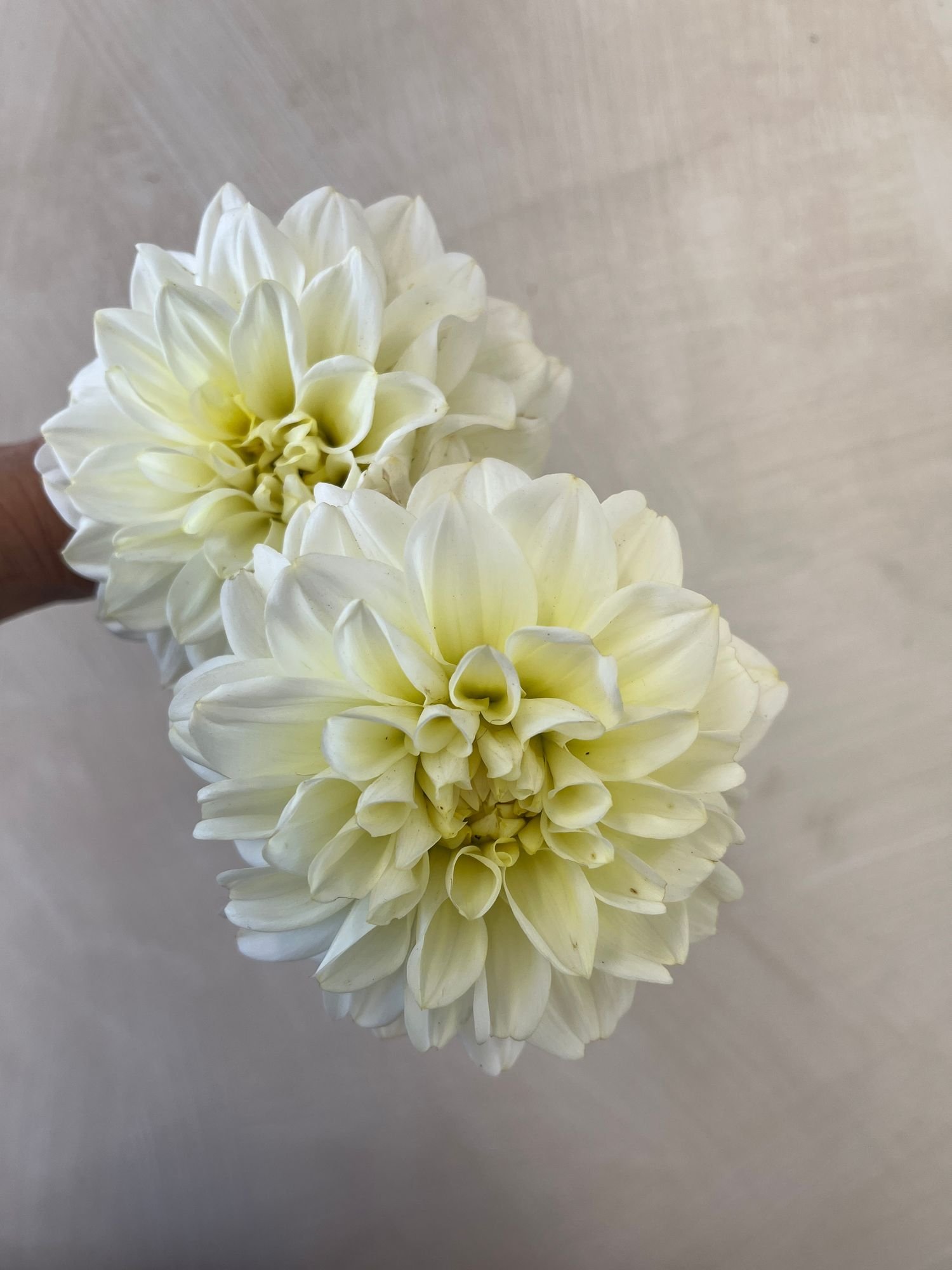 Dahlia 'Carmel Antique'