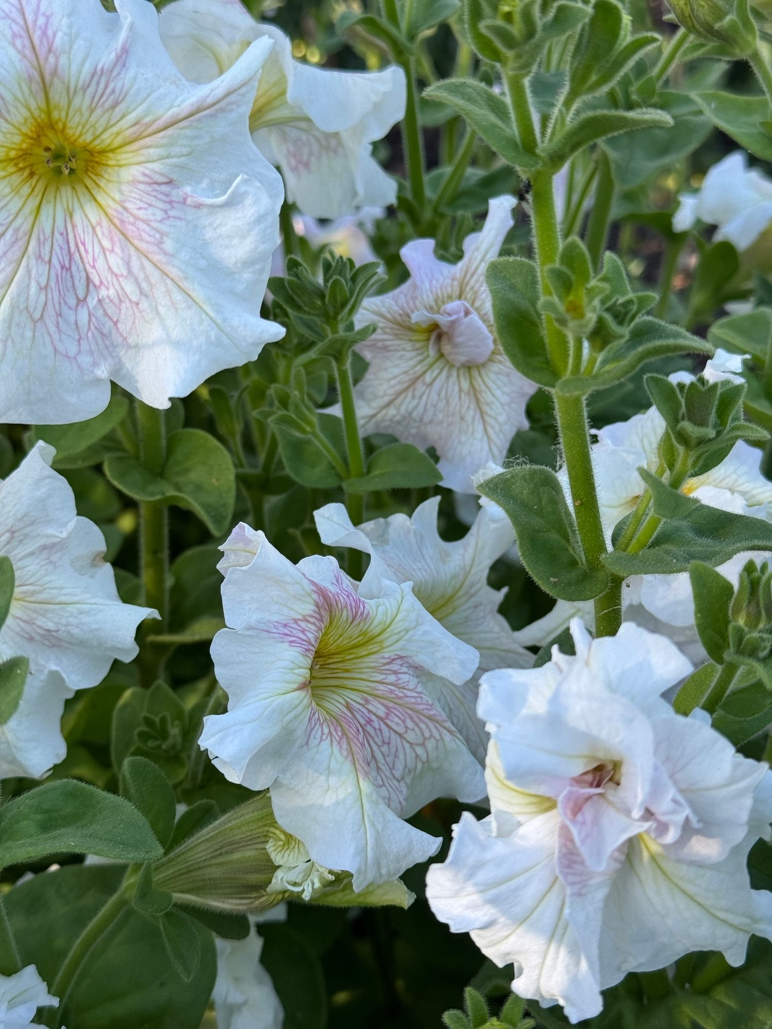 PETUNIA x hybrida Doppio White Shades