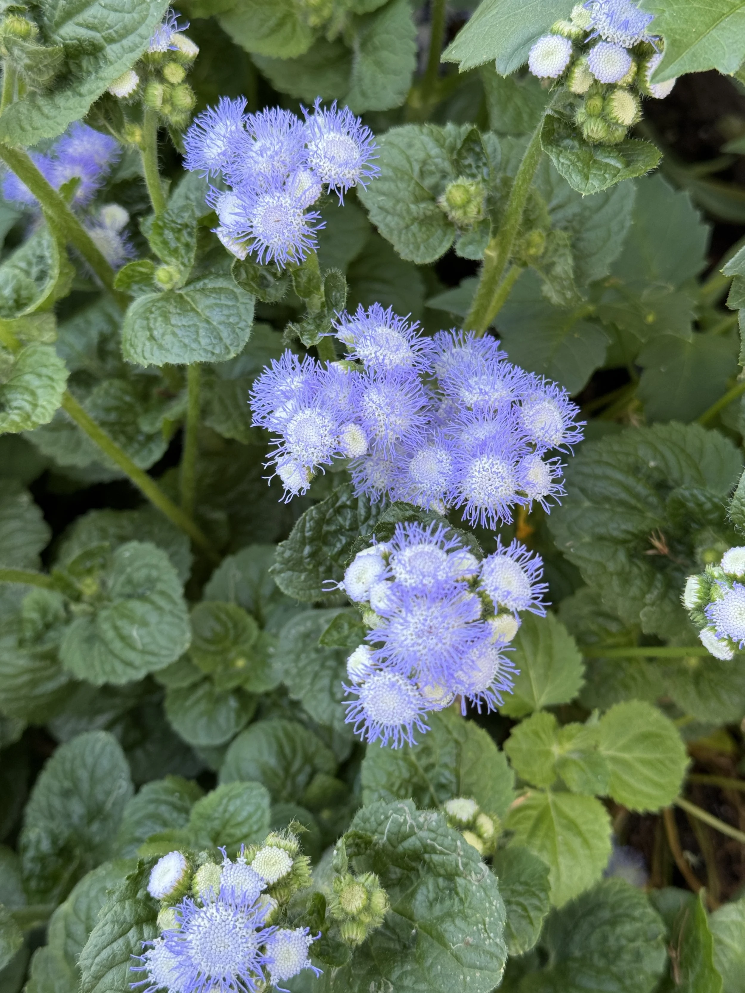 AGERATUM houstonianum Leda