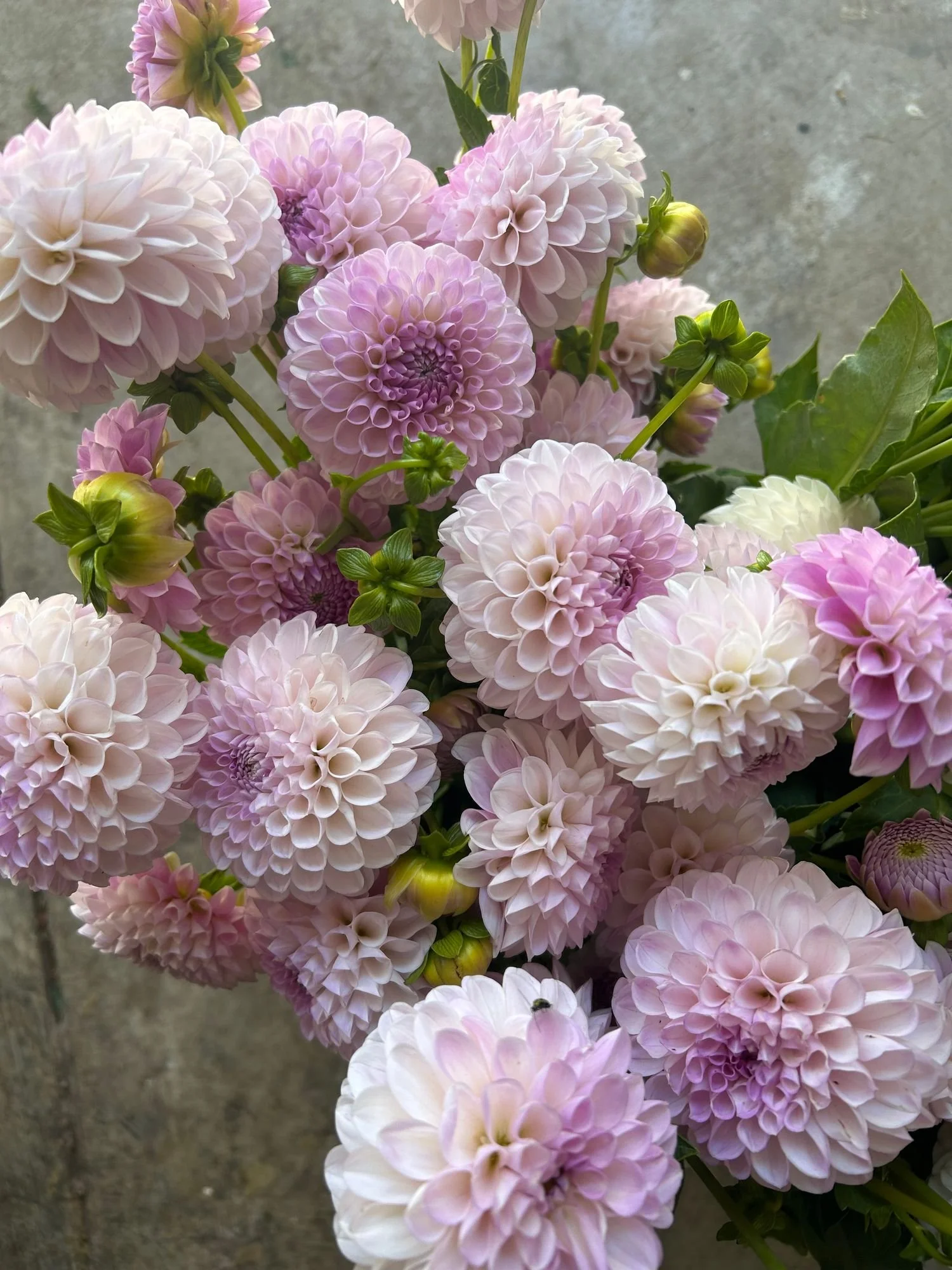 DAHLIA Megan Dean