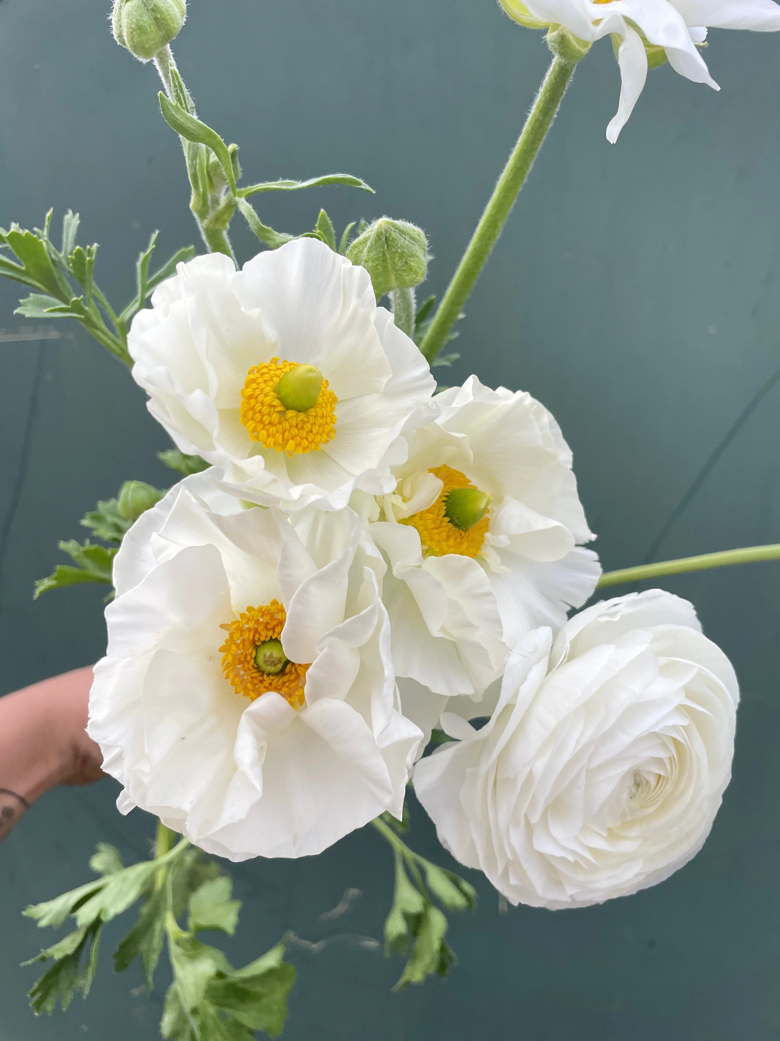 RANUNCULUS Tecolote White