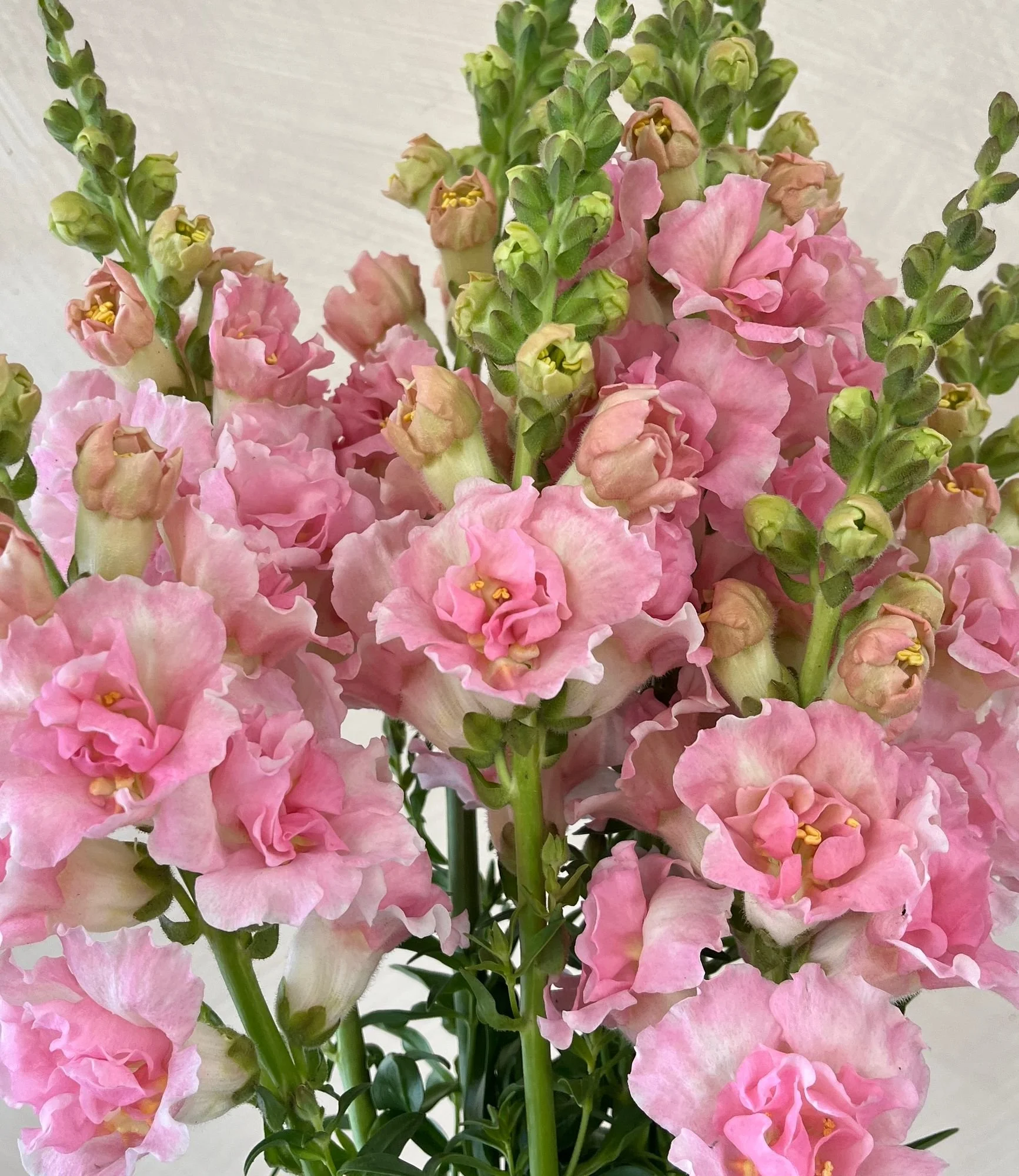 ANTIRRHINUM majus Double Frappe Light Pink II