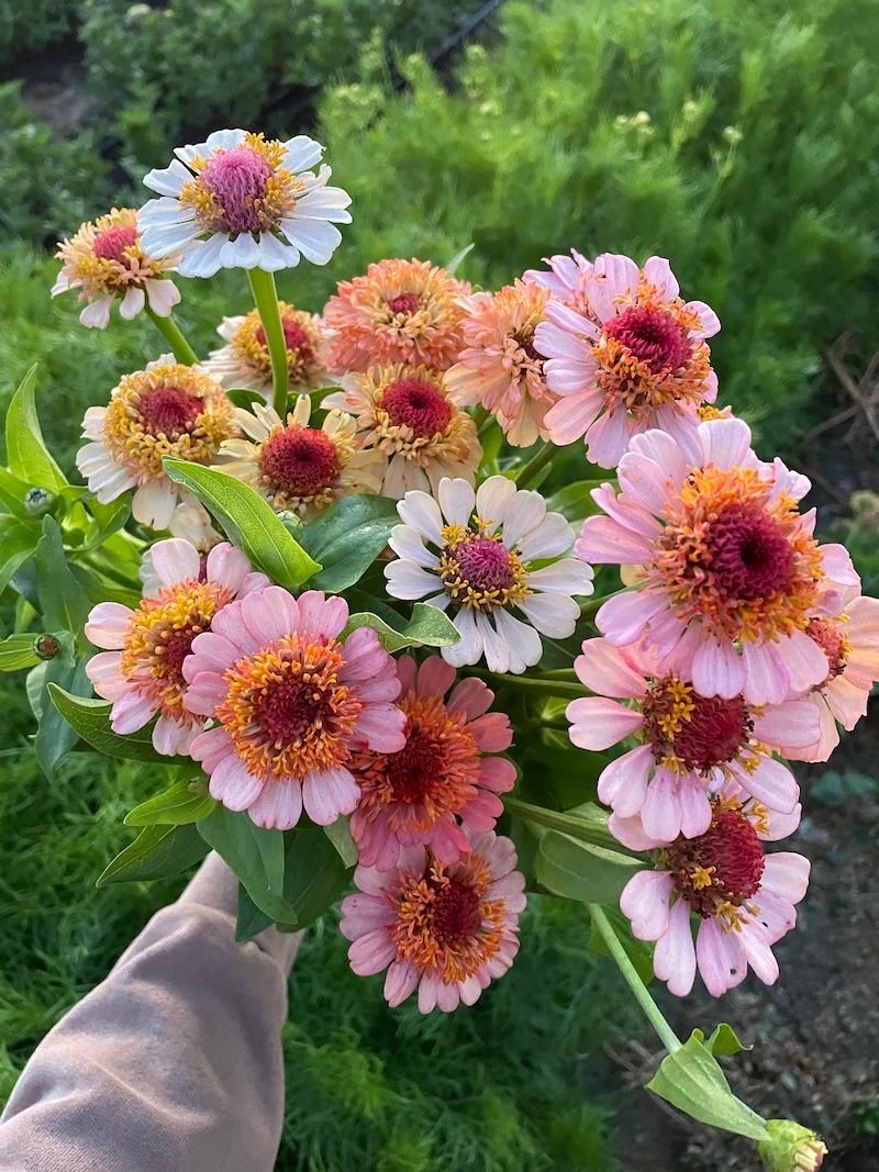 Zinnia 'Zinderella Peach'