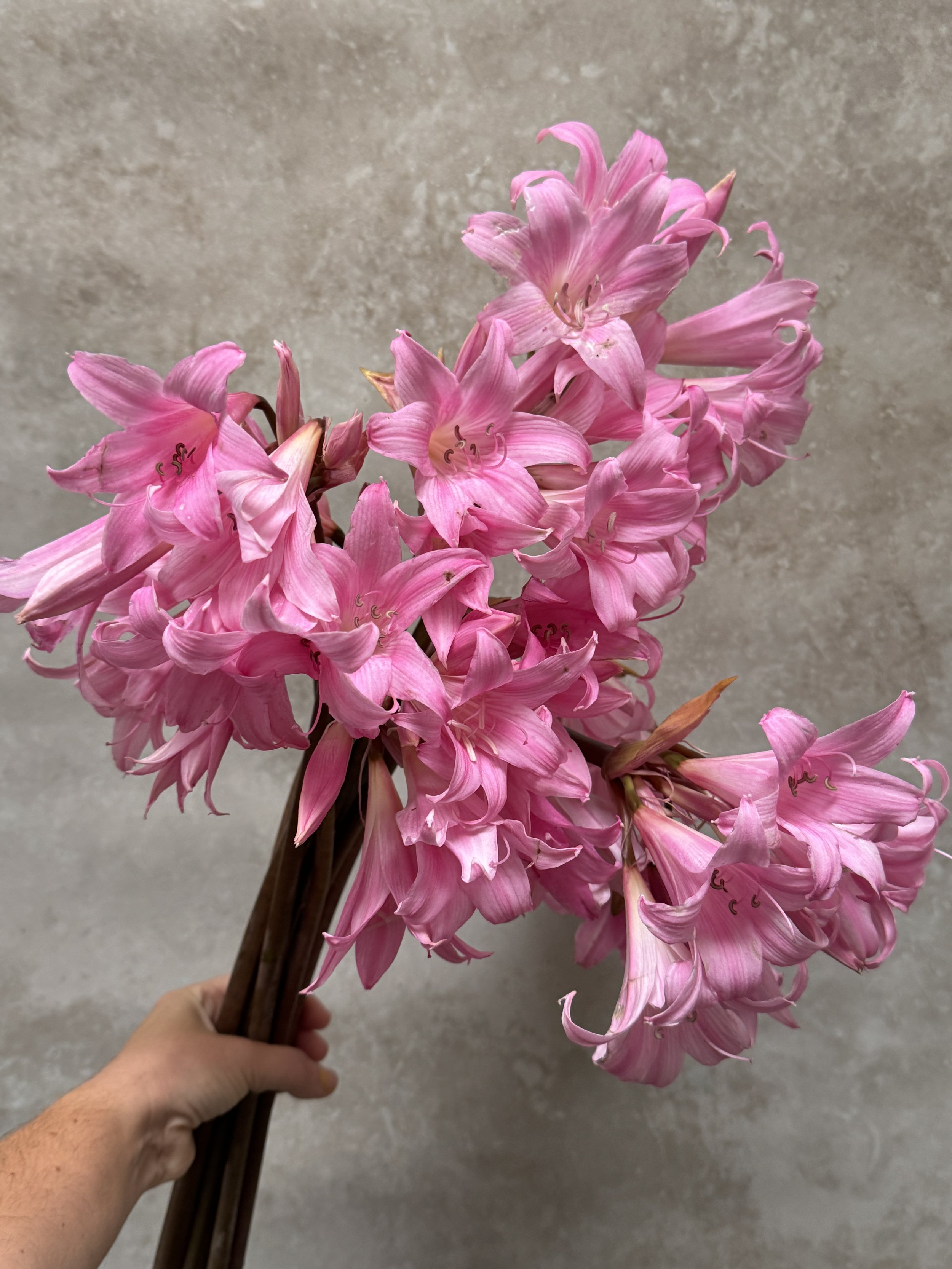 AMARYLLIS belladonna (Naked Lady)