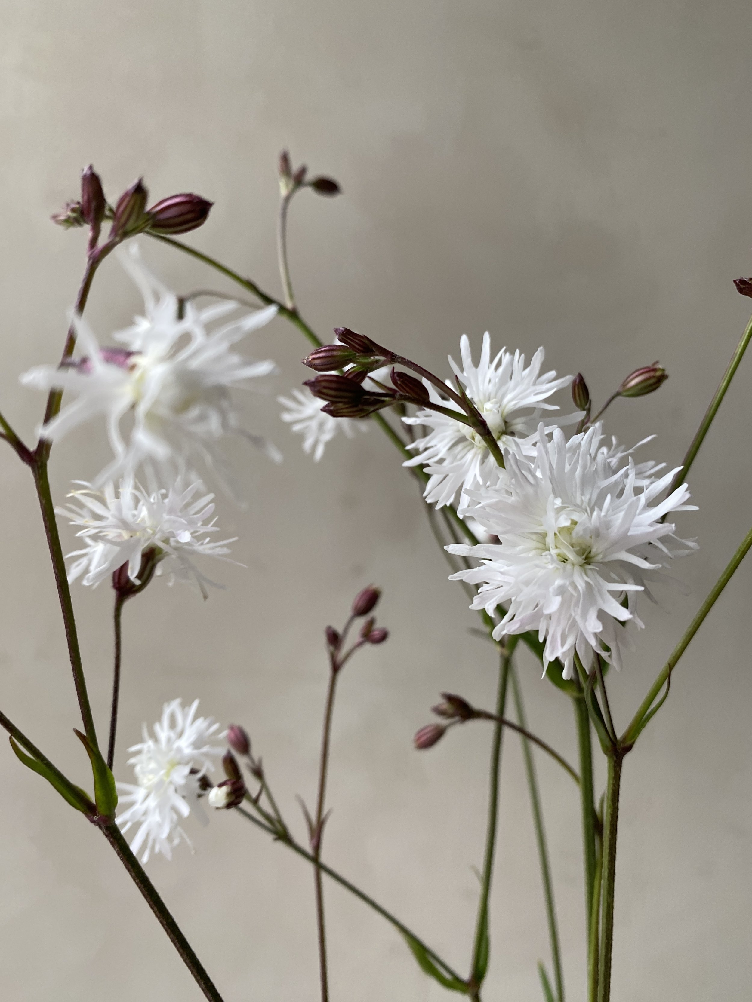 Lychnis 'Petit Henri'