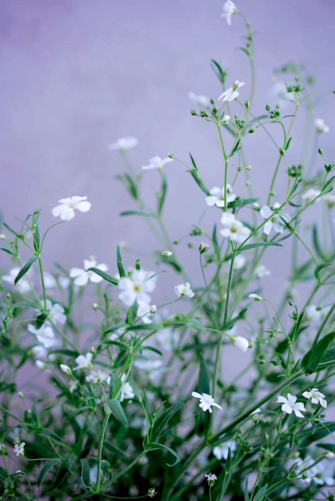 GYPSOPHILA elegans Covent Garden Market