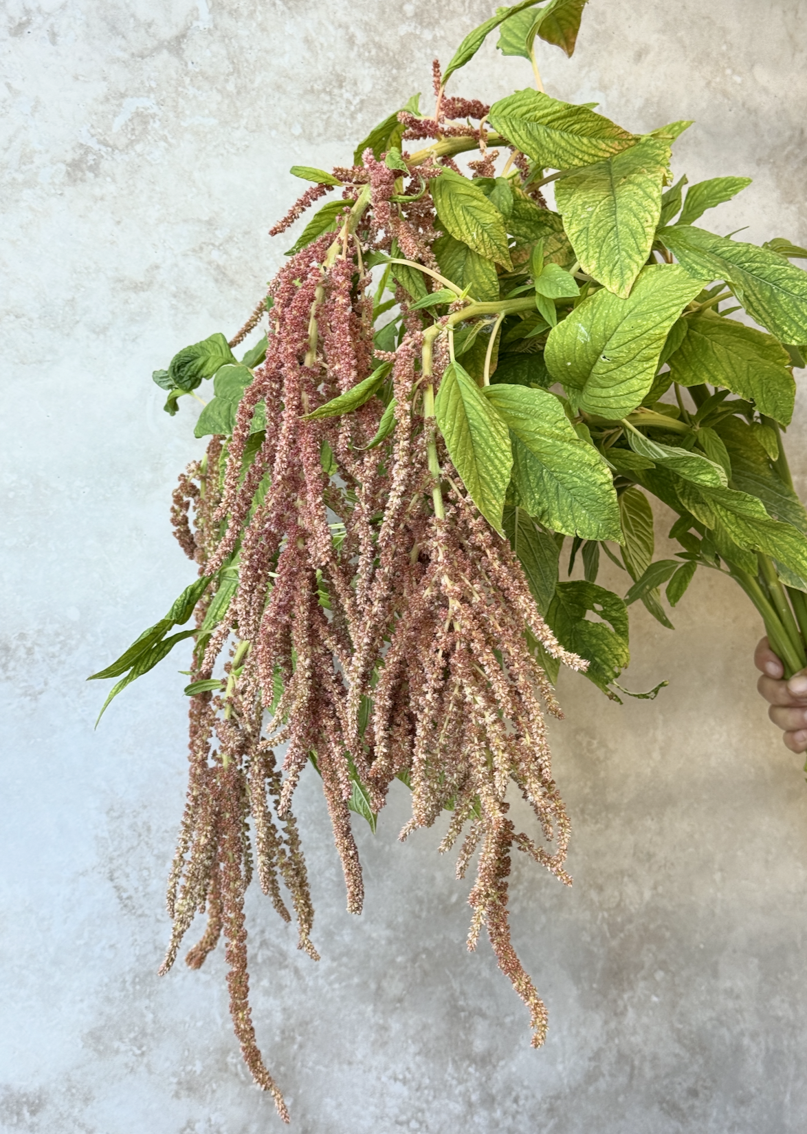AMARANTHUS caudatus Coral Fountains