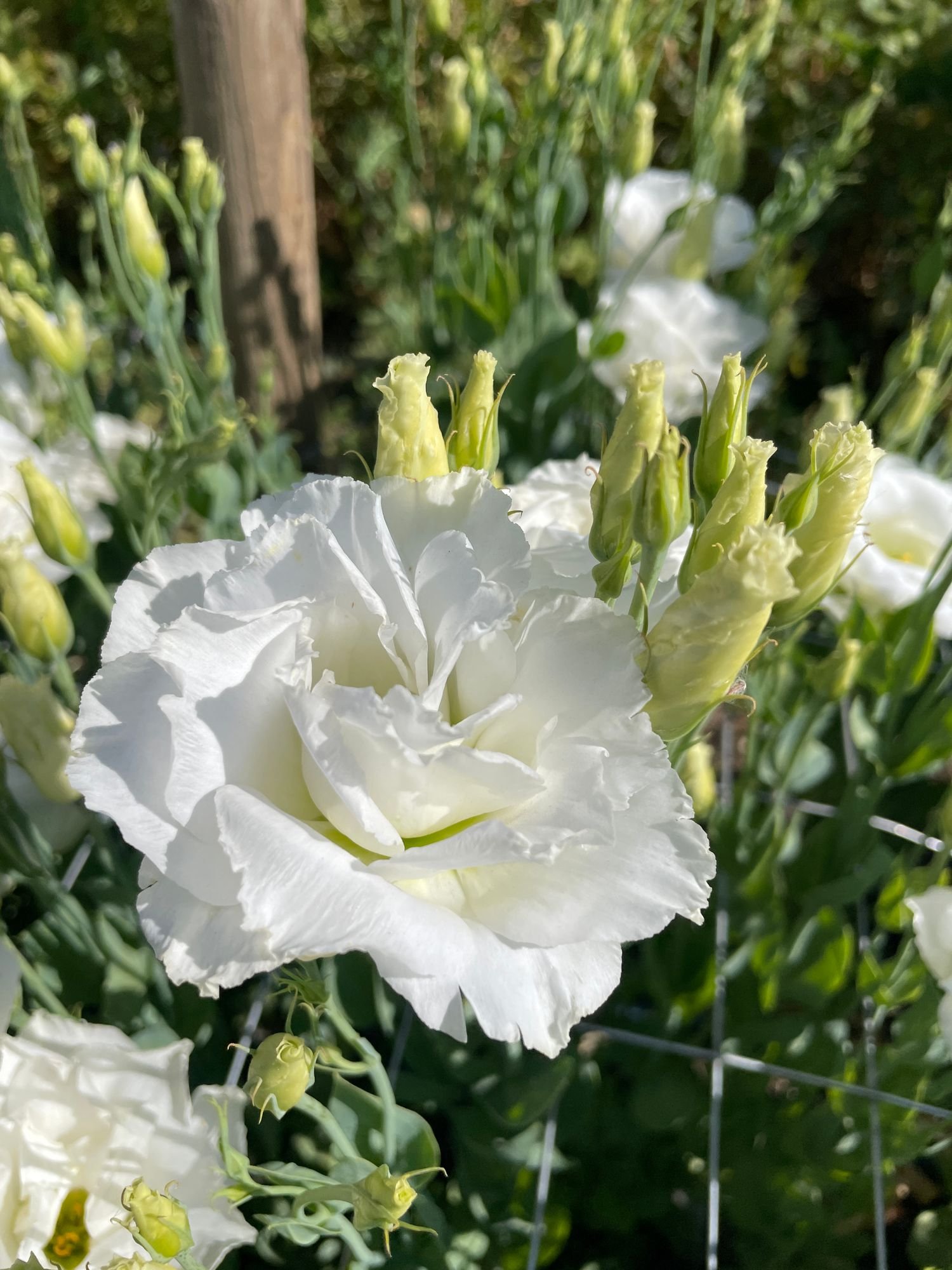 EUSTOMA grandiflorum Echo