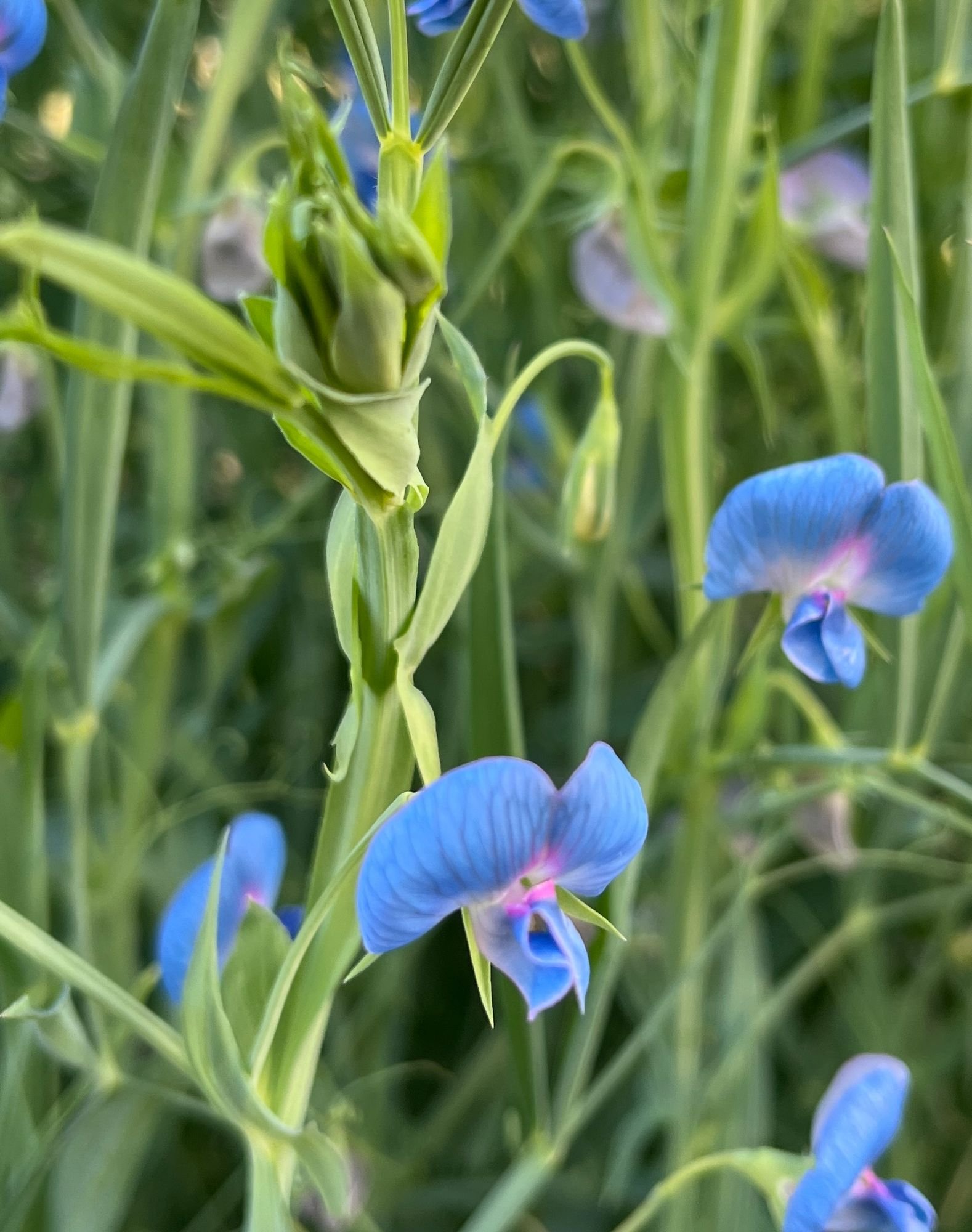 LATHYRUS azureus
