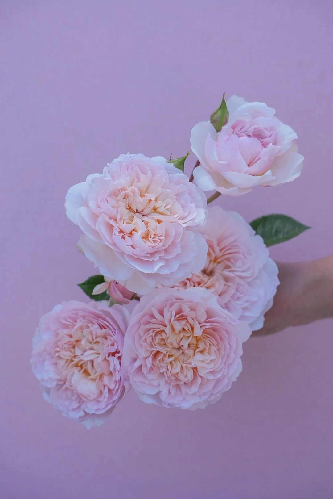 ROSA hybrida Emily Bronte