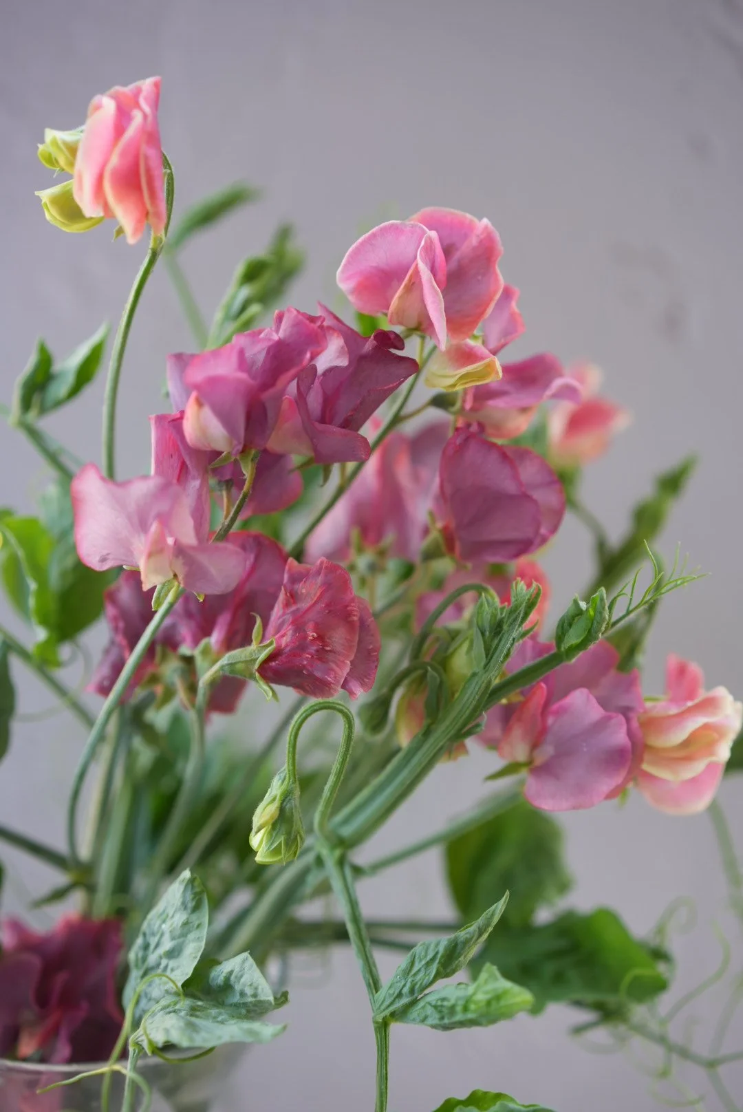 LATHYRUS odoratus Kings Ransom