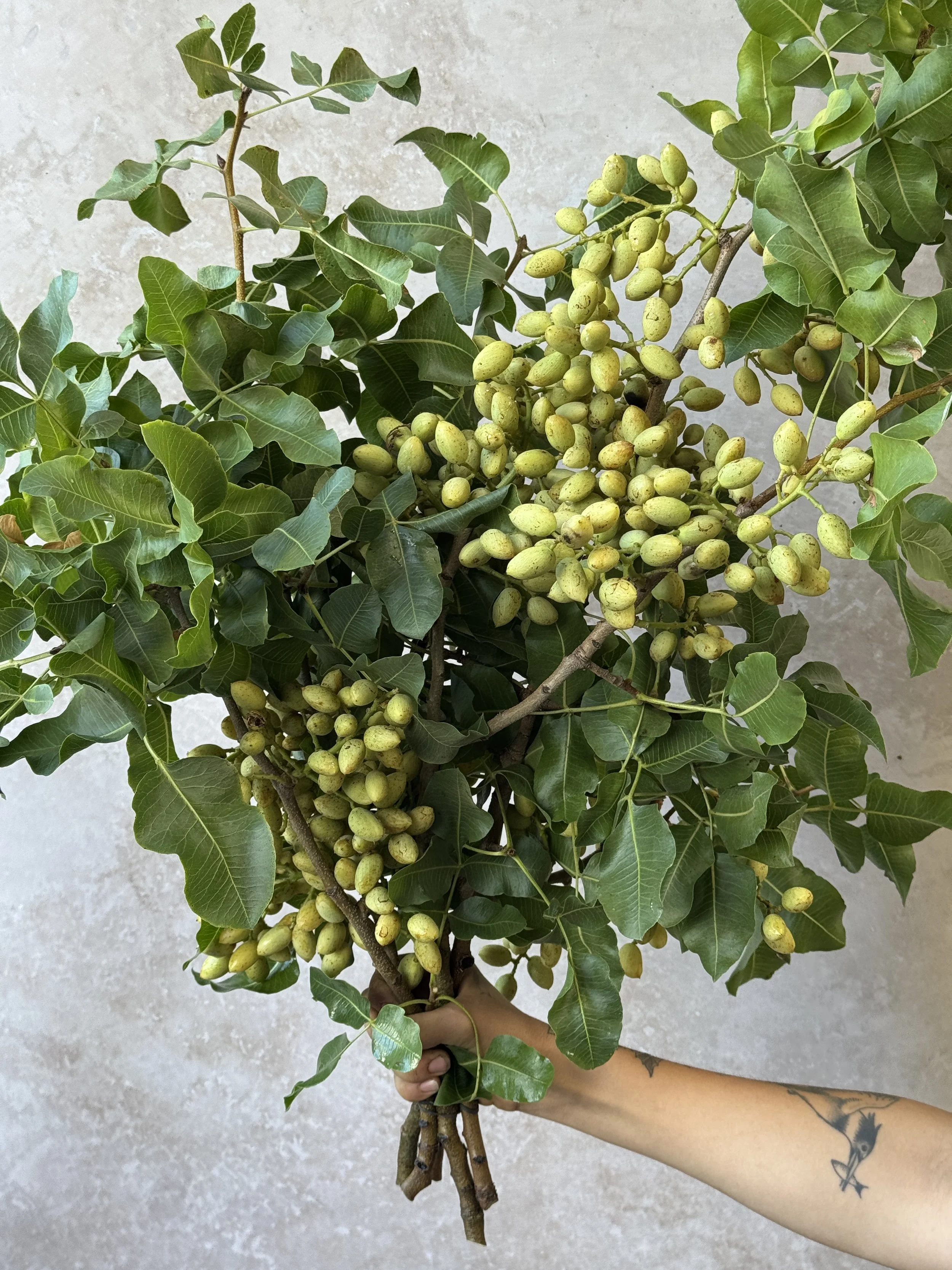 PISTACIA vera 24-36" (Pistachio)