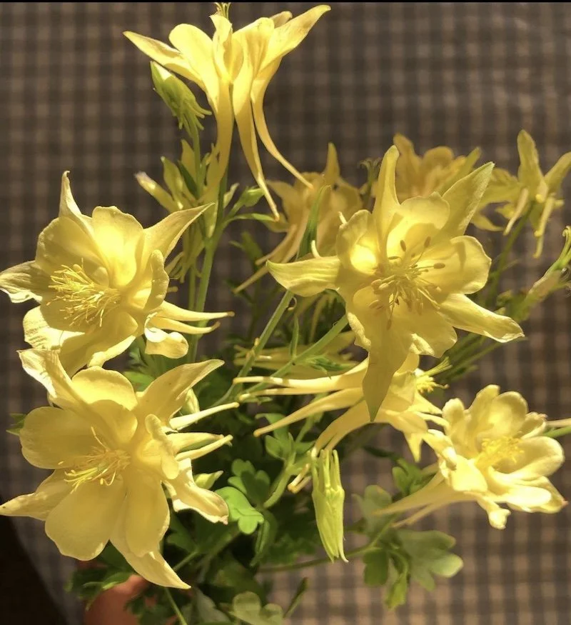 AQUILEGIA x Swan Yellow