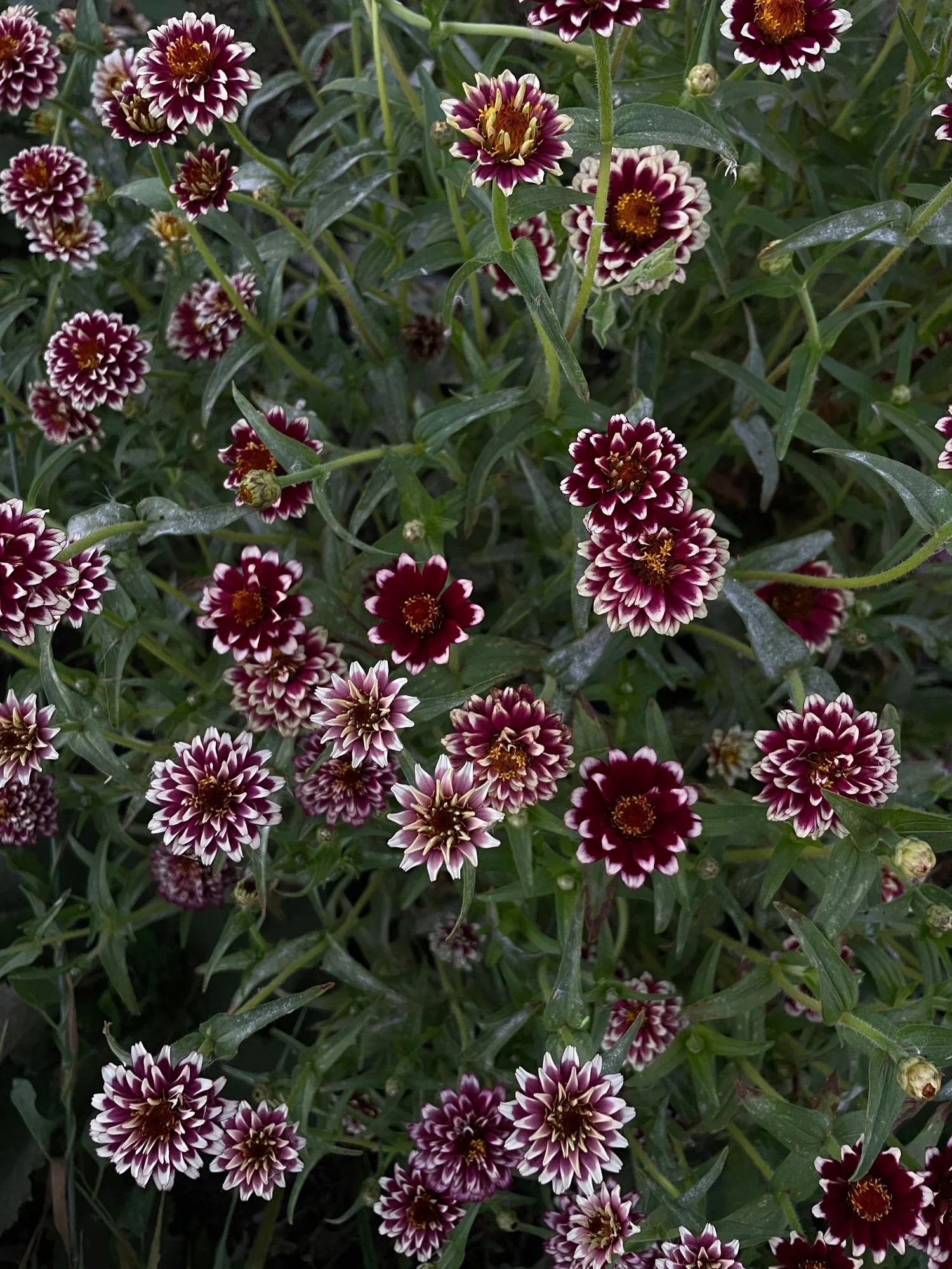 ZINNIA haageana Aztec Burgundy Bicolor