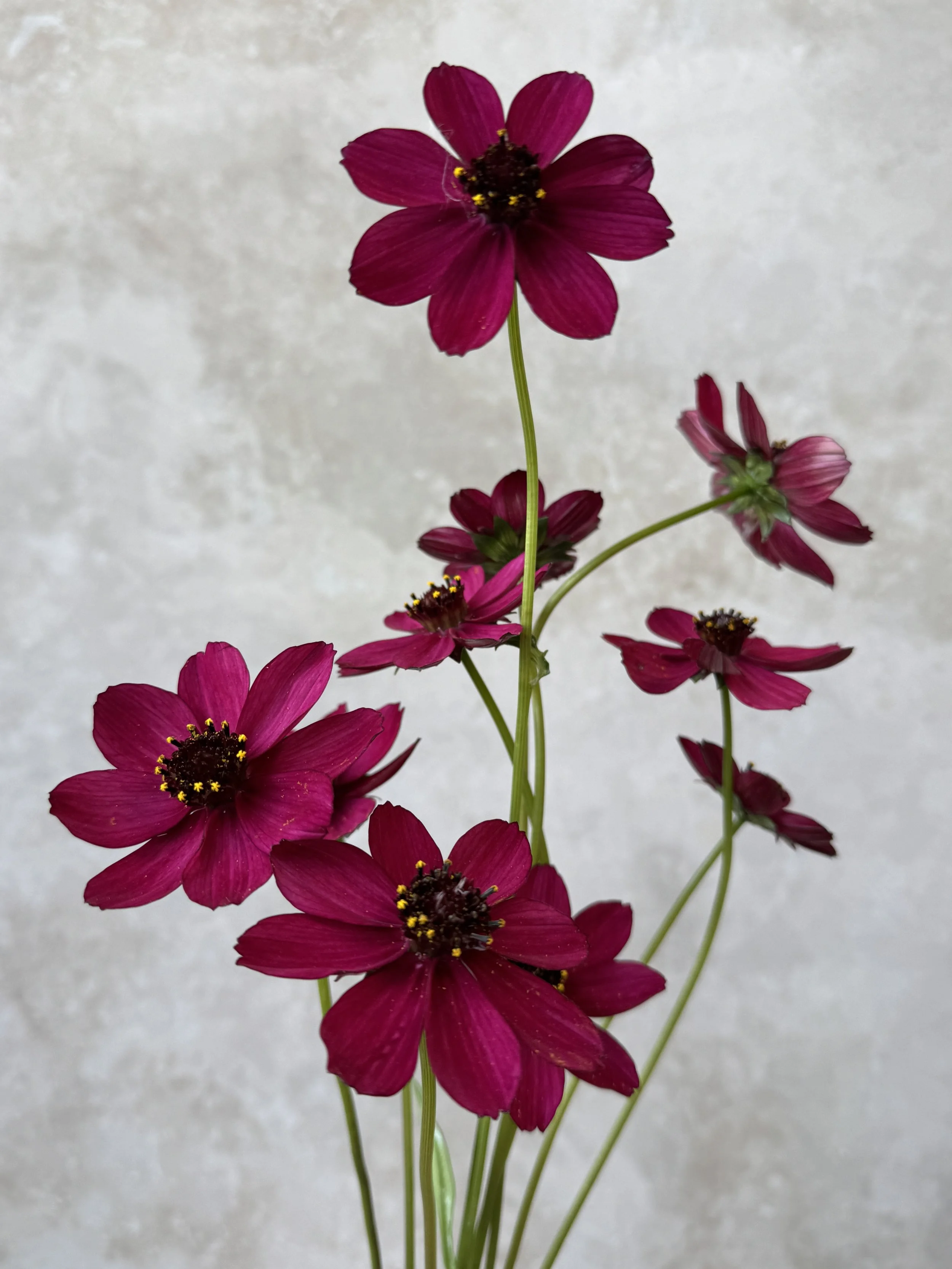 COSMOS atrosanguineus Cherry Chocolate