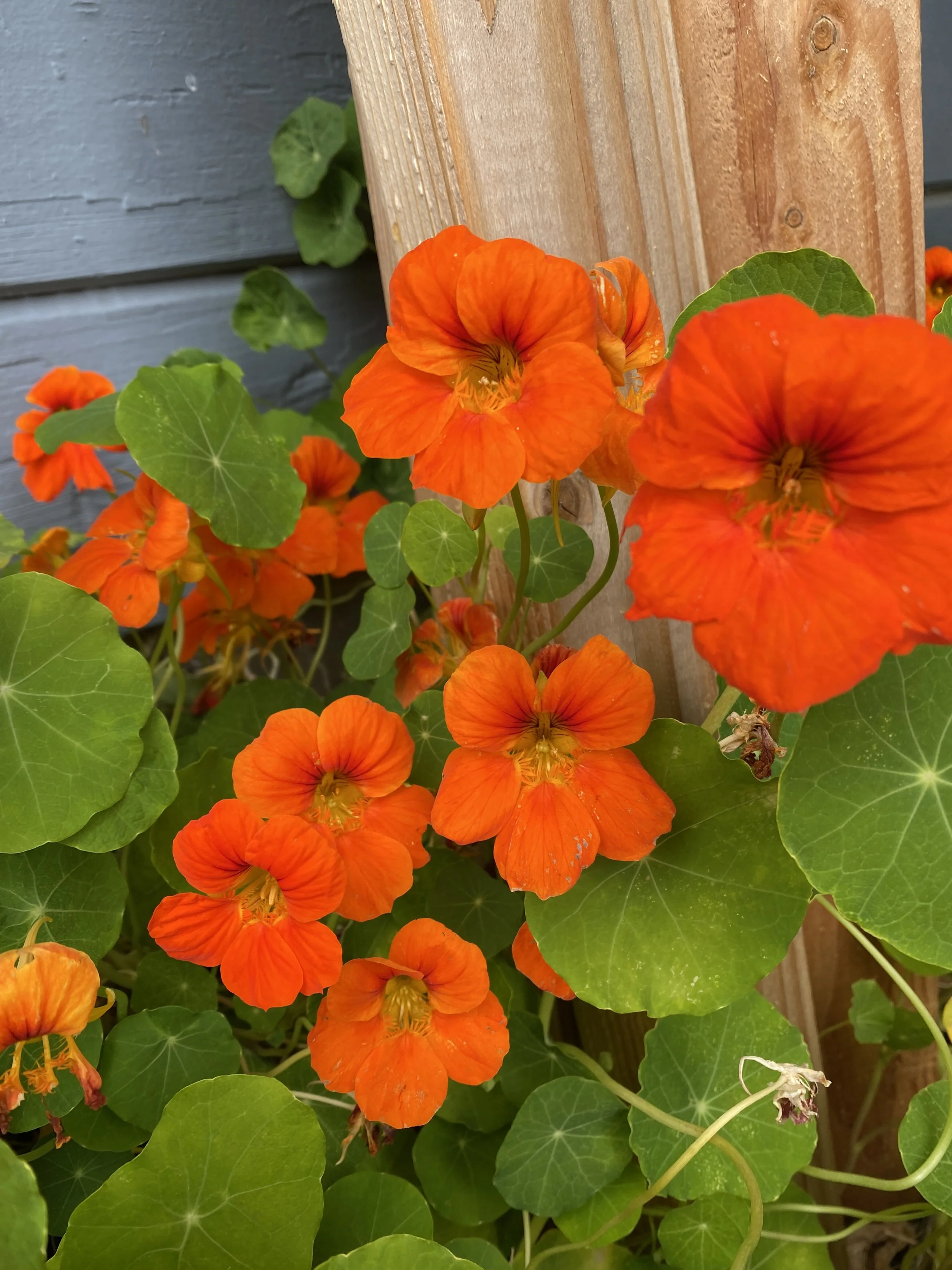 Nasturtium