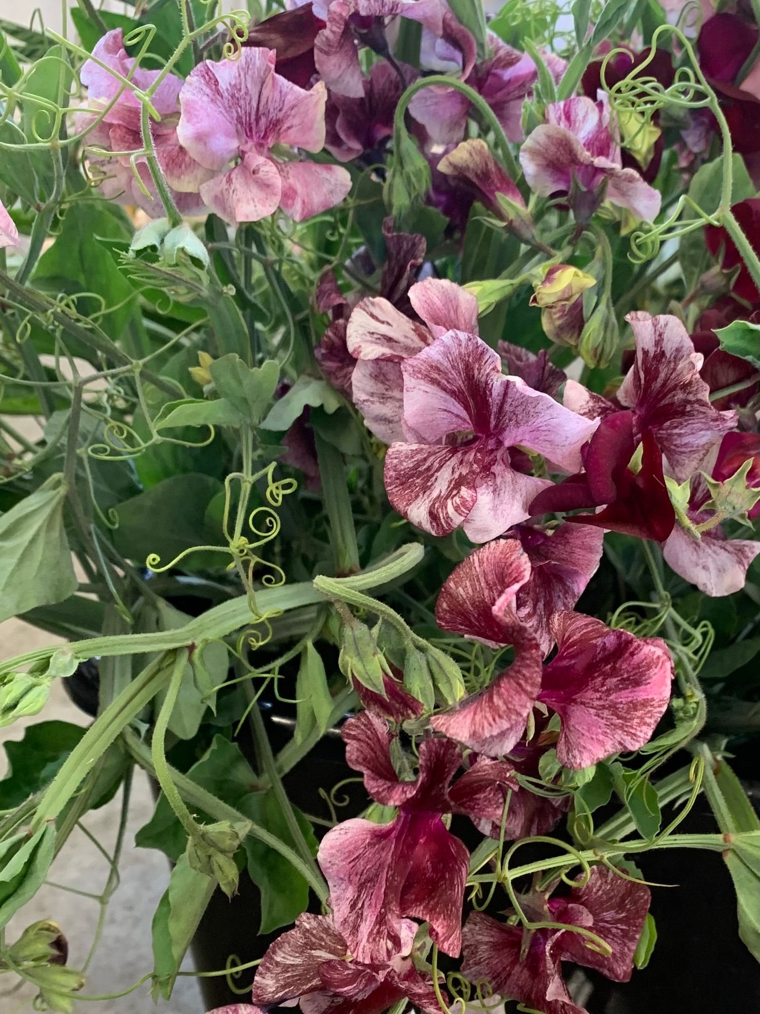 Sweet Pea 'Suzy Z' $14 bu