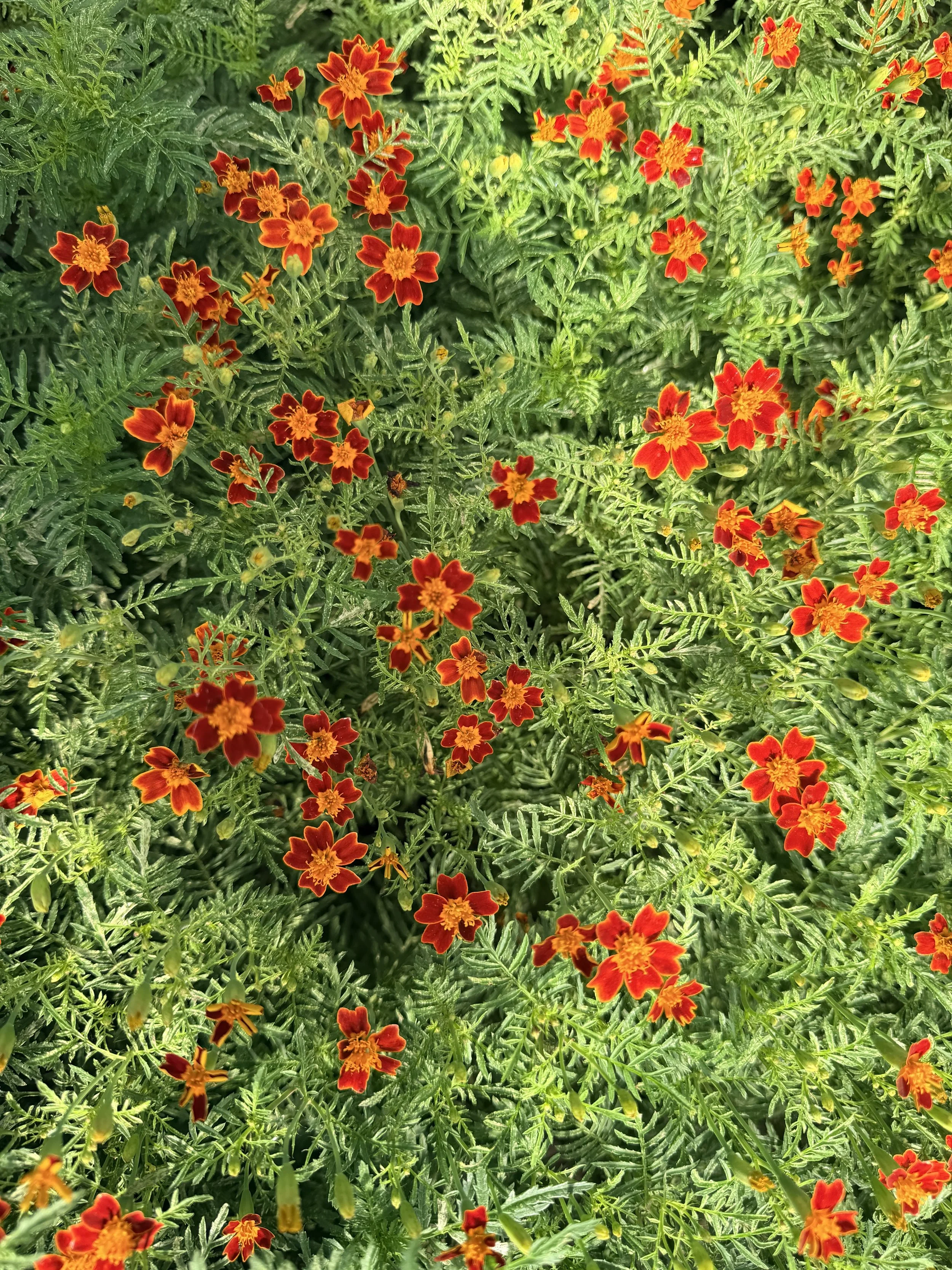 TAGETES tenuifolia Red Gem