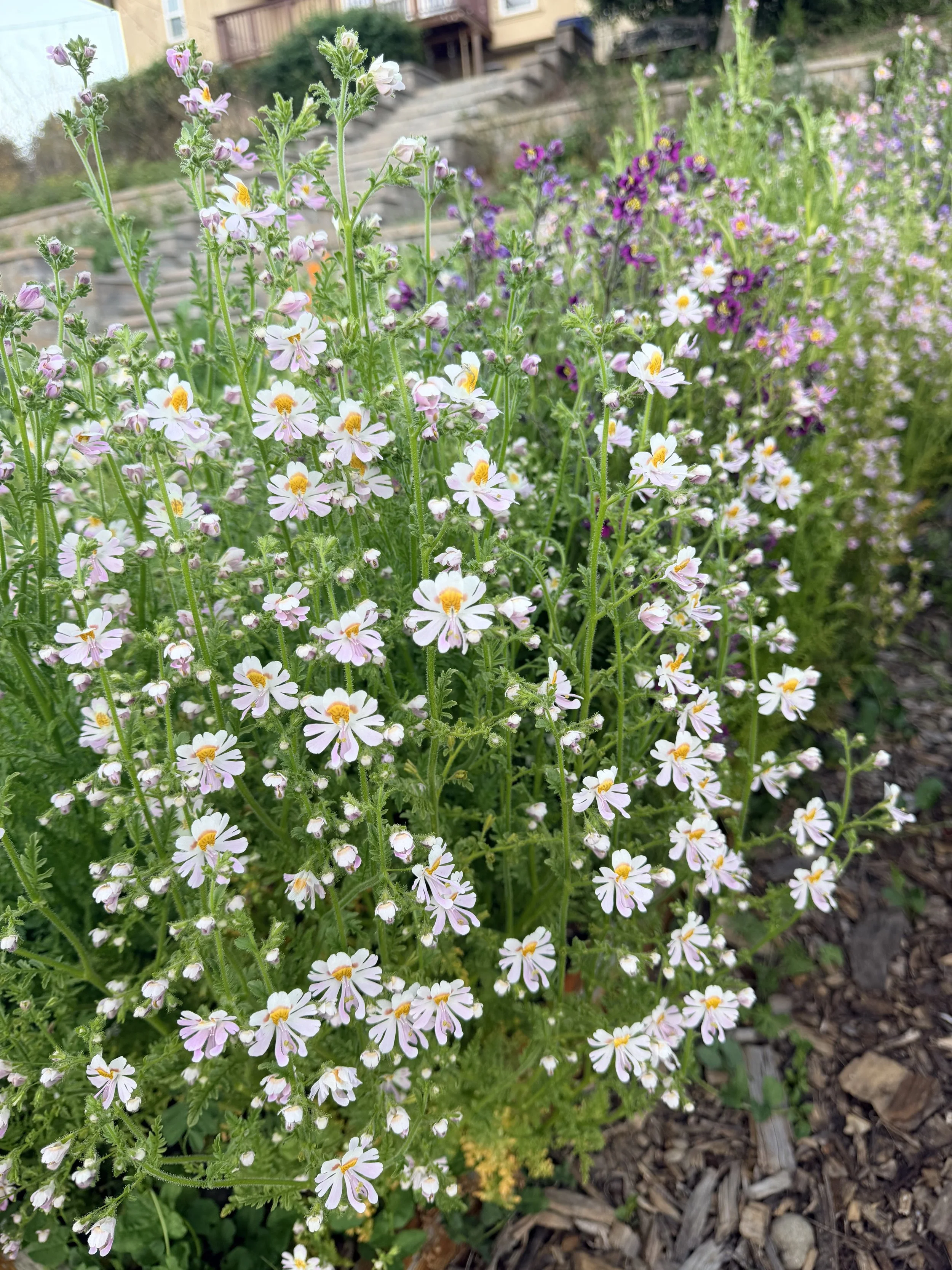 SCHIZANTHUS pinnatus Mix