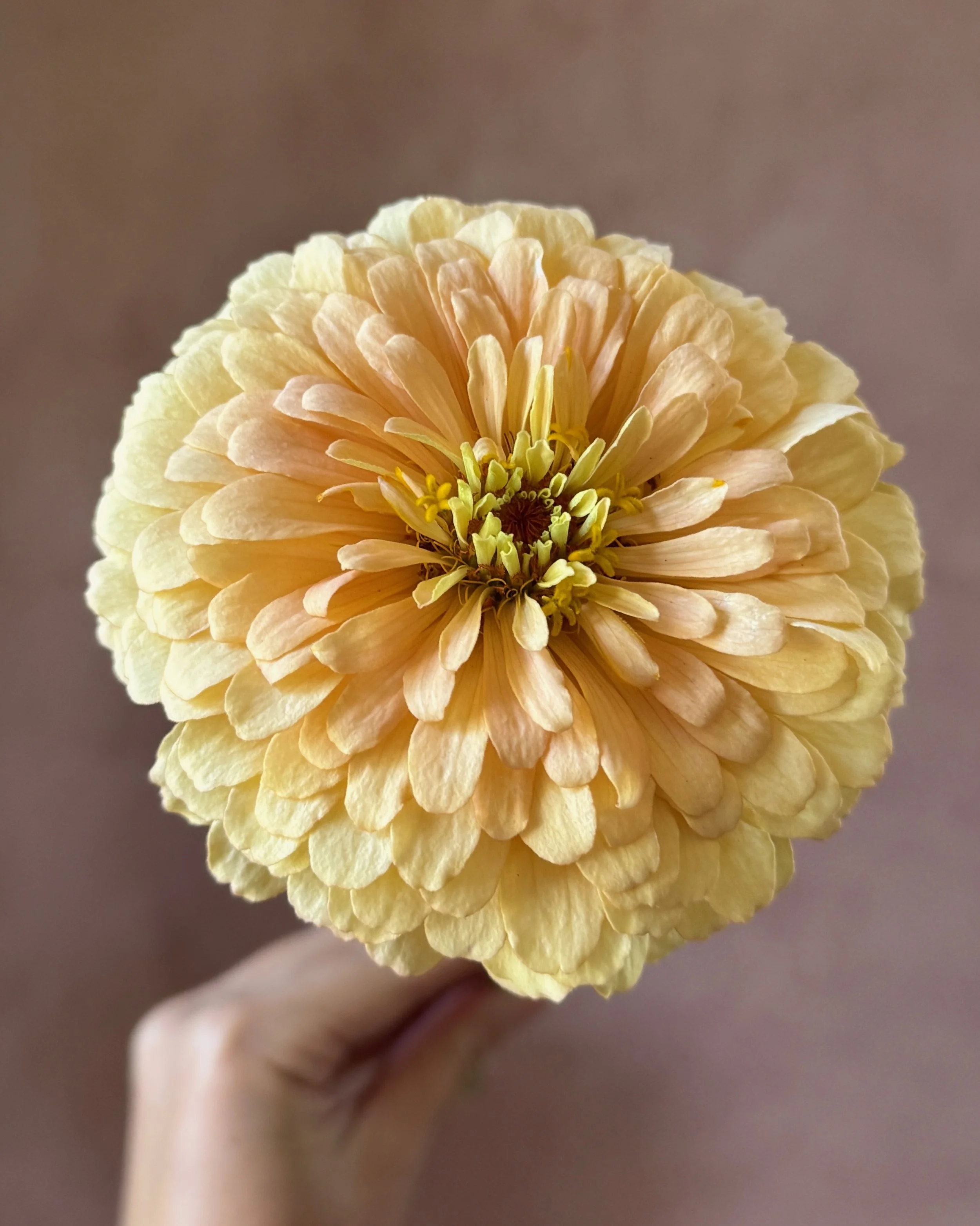 ZINNIA elegans First Light
